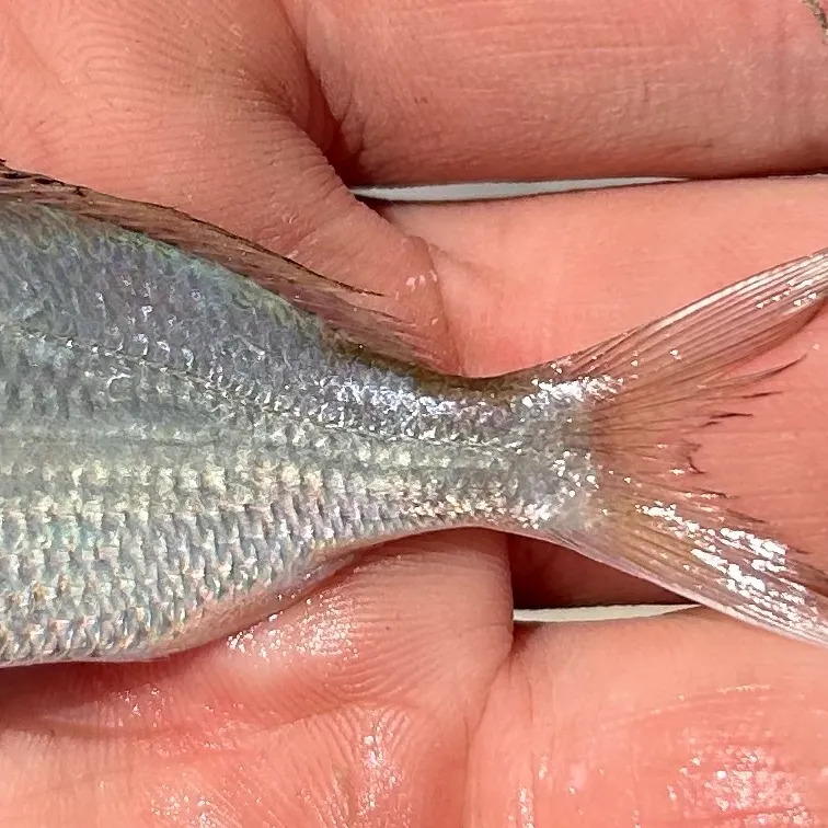 The most recent Atlantic spotfin mojarra catches on Fishbrain