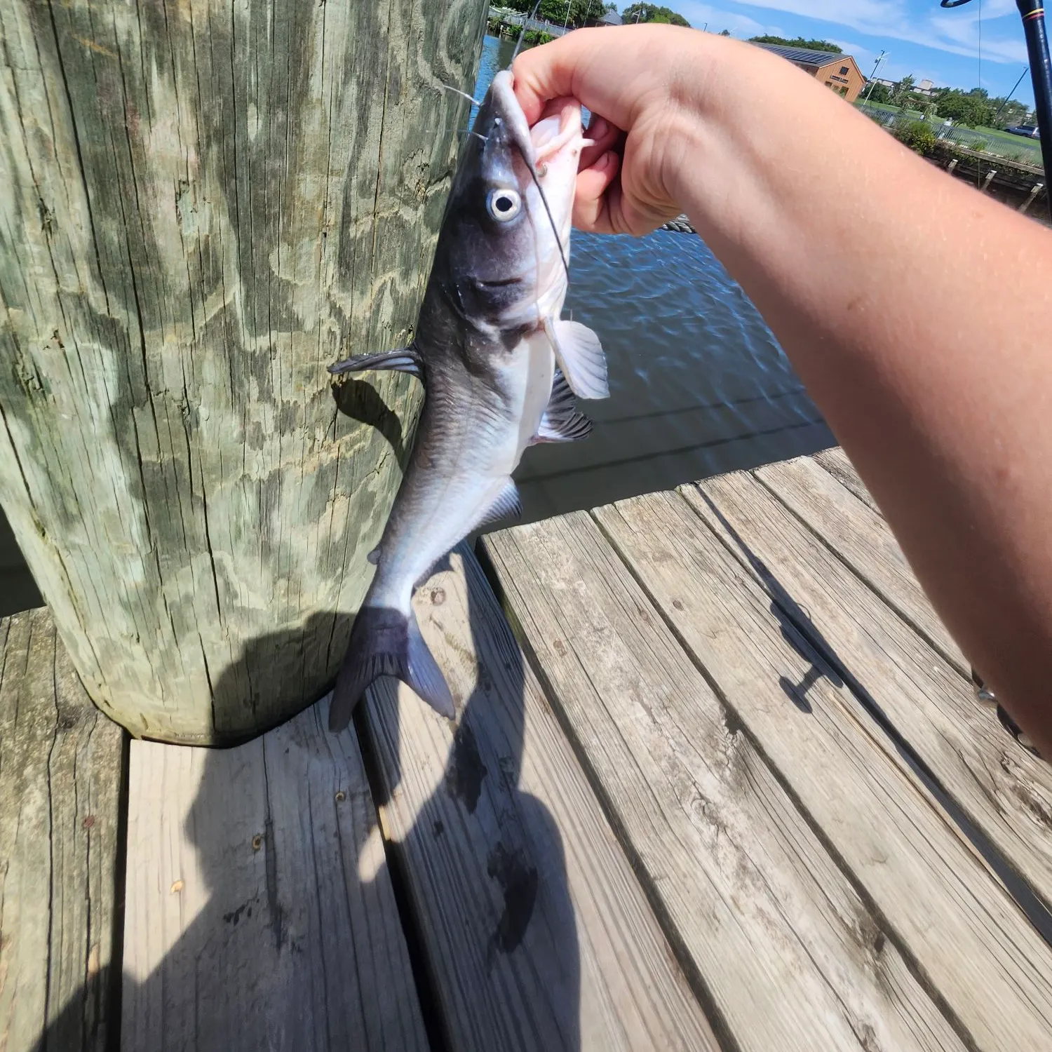Blue catfish caught on Fishbrain
