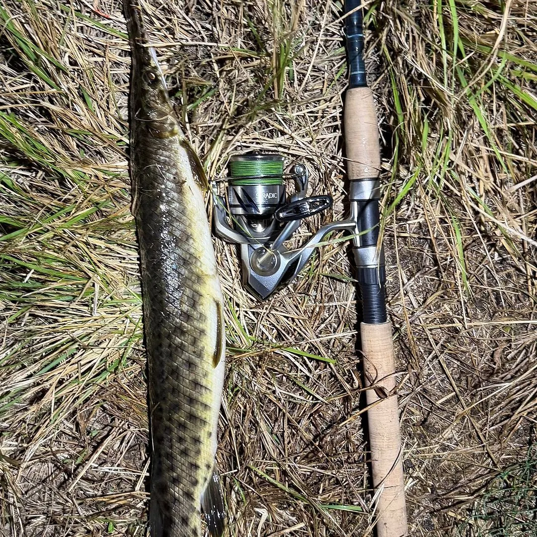 The most recent Florida gar catches on Fishbrain