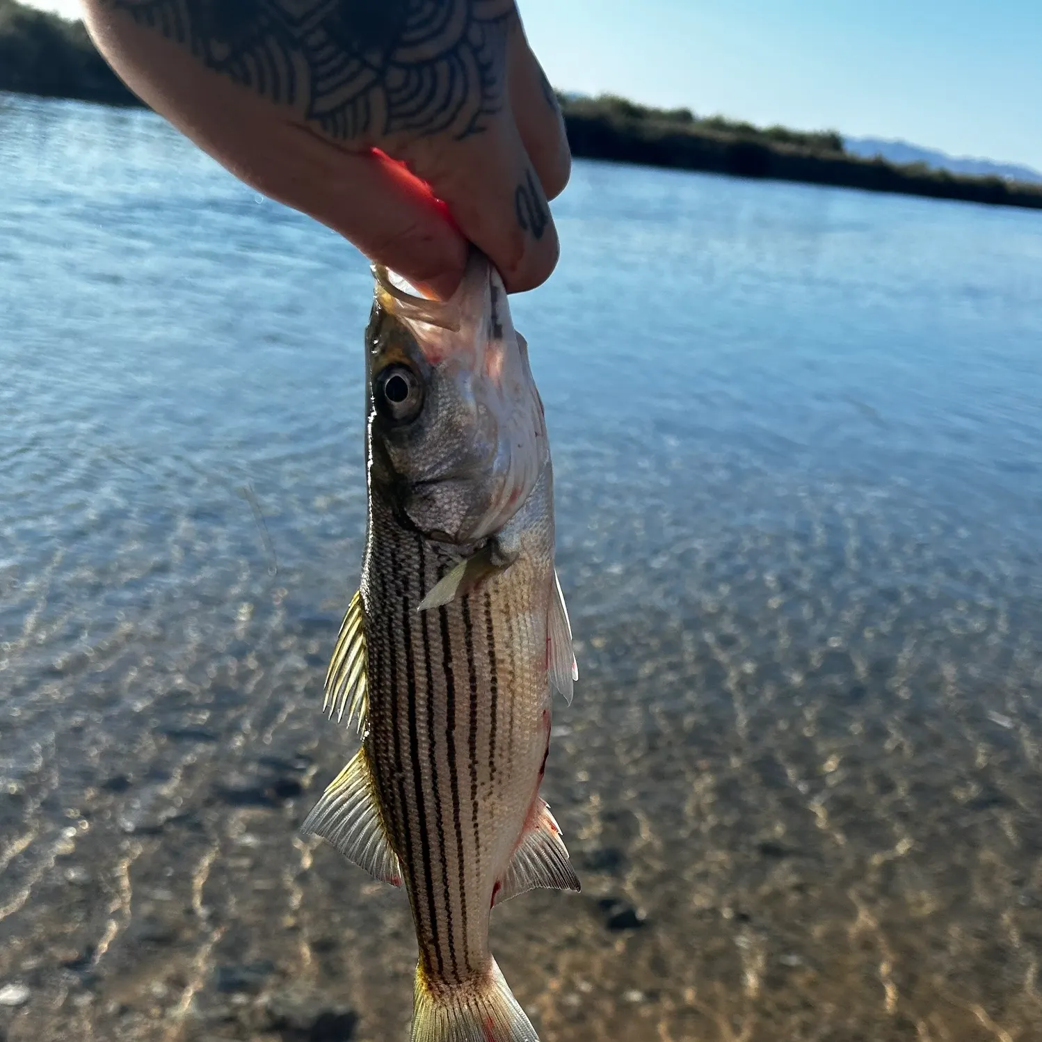 Striped bass caught on Fishbrain