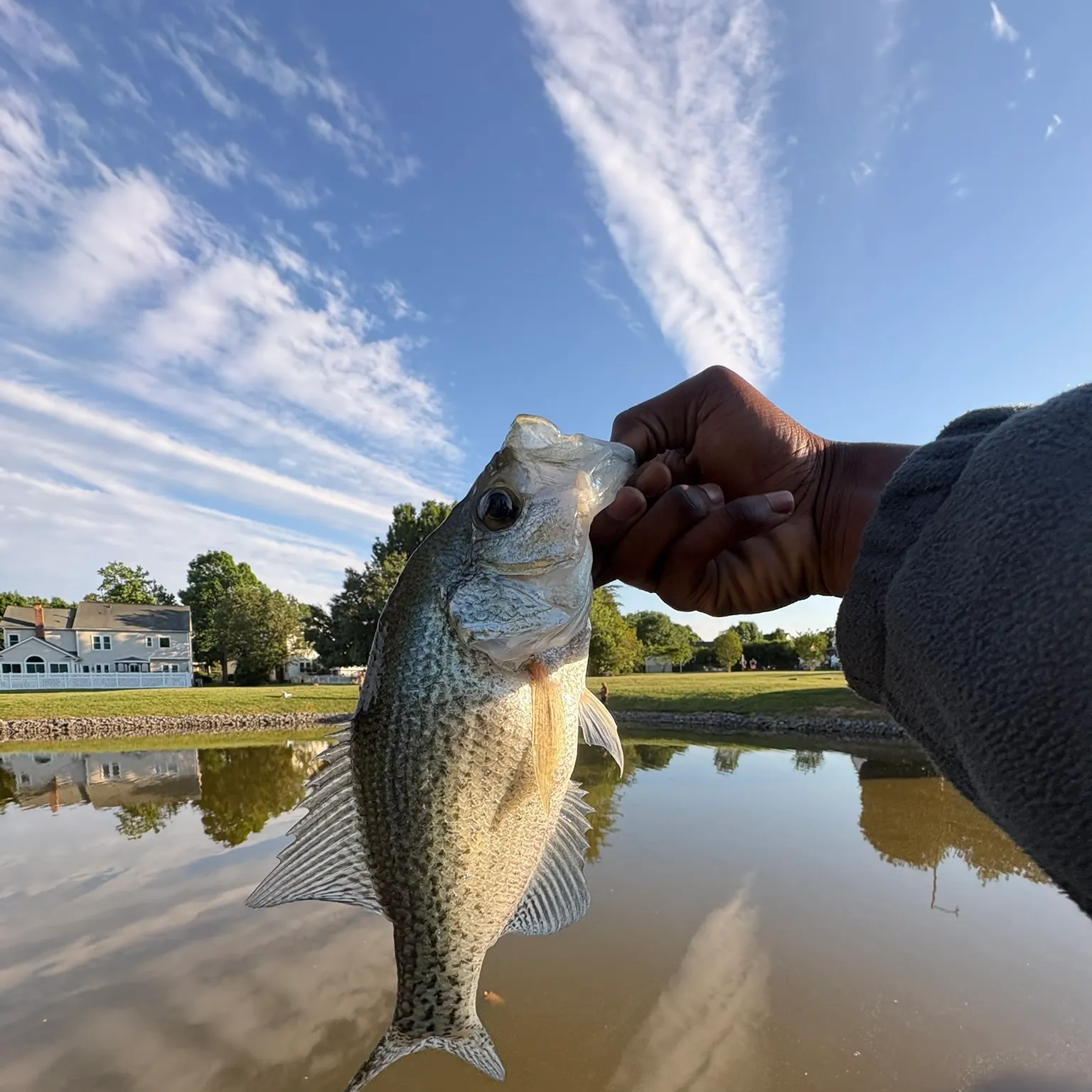 Black crappie caught on Fishbrain