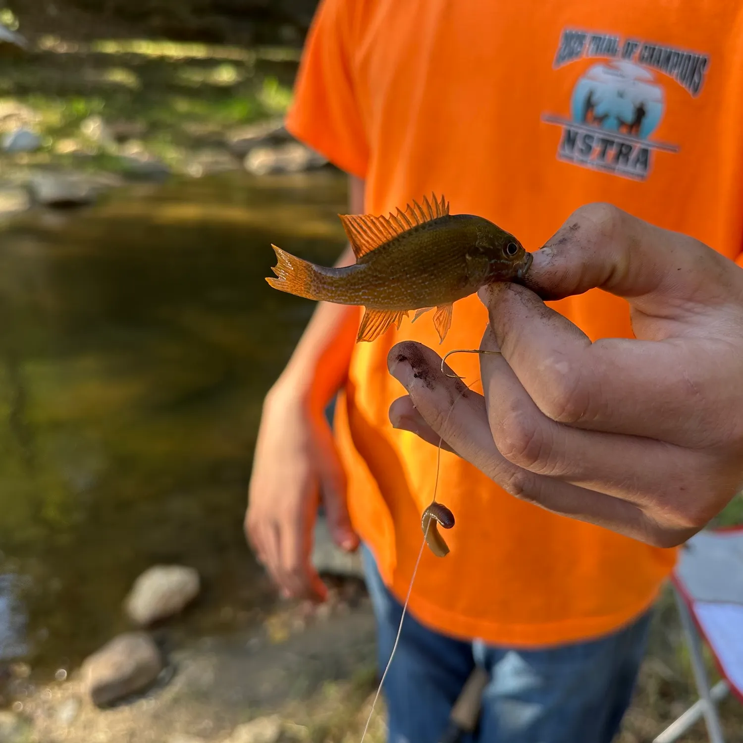 Green sunfish caught on Fishbrain