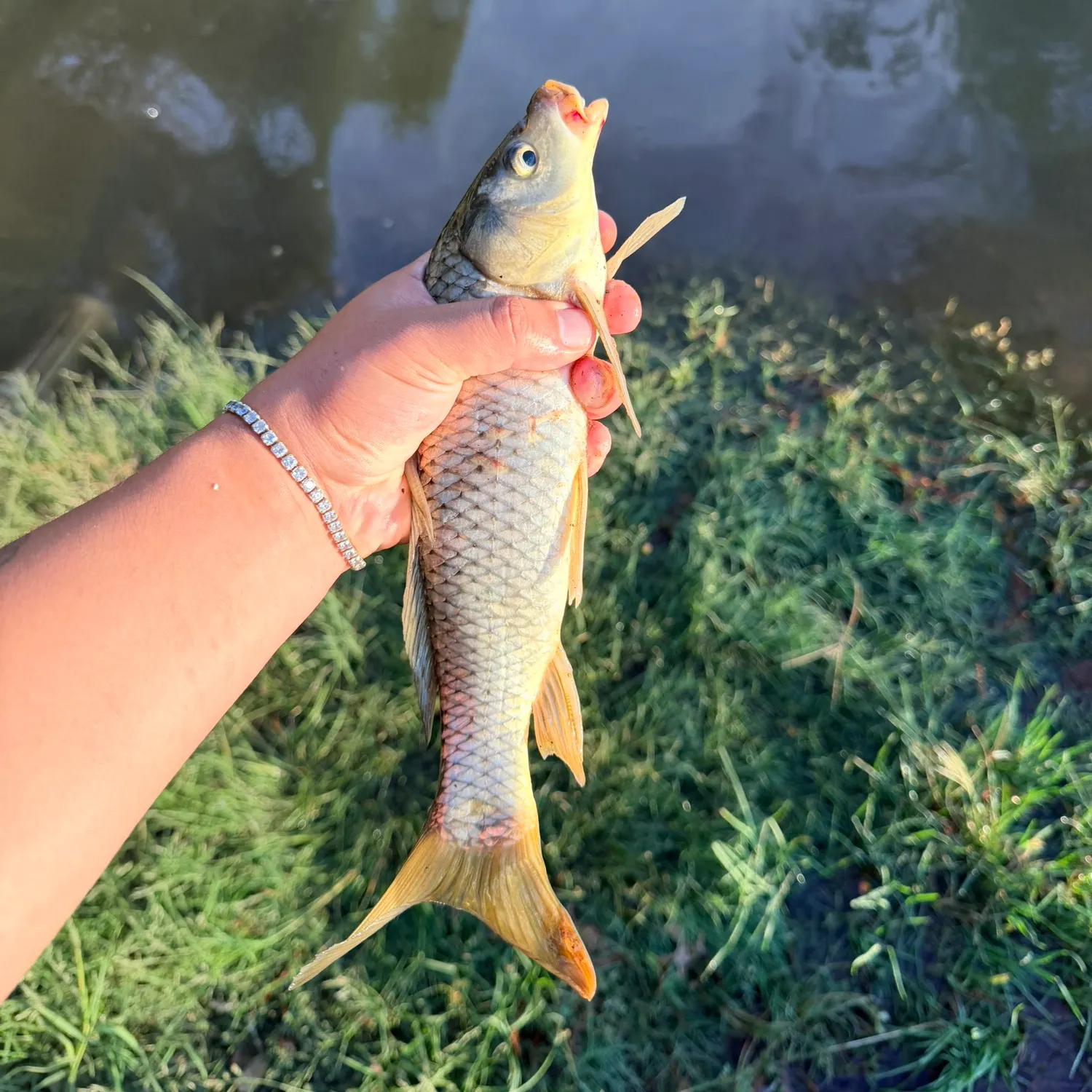 Common carp caught on Fishbrain