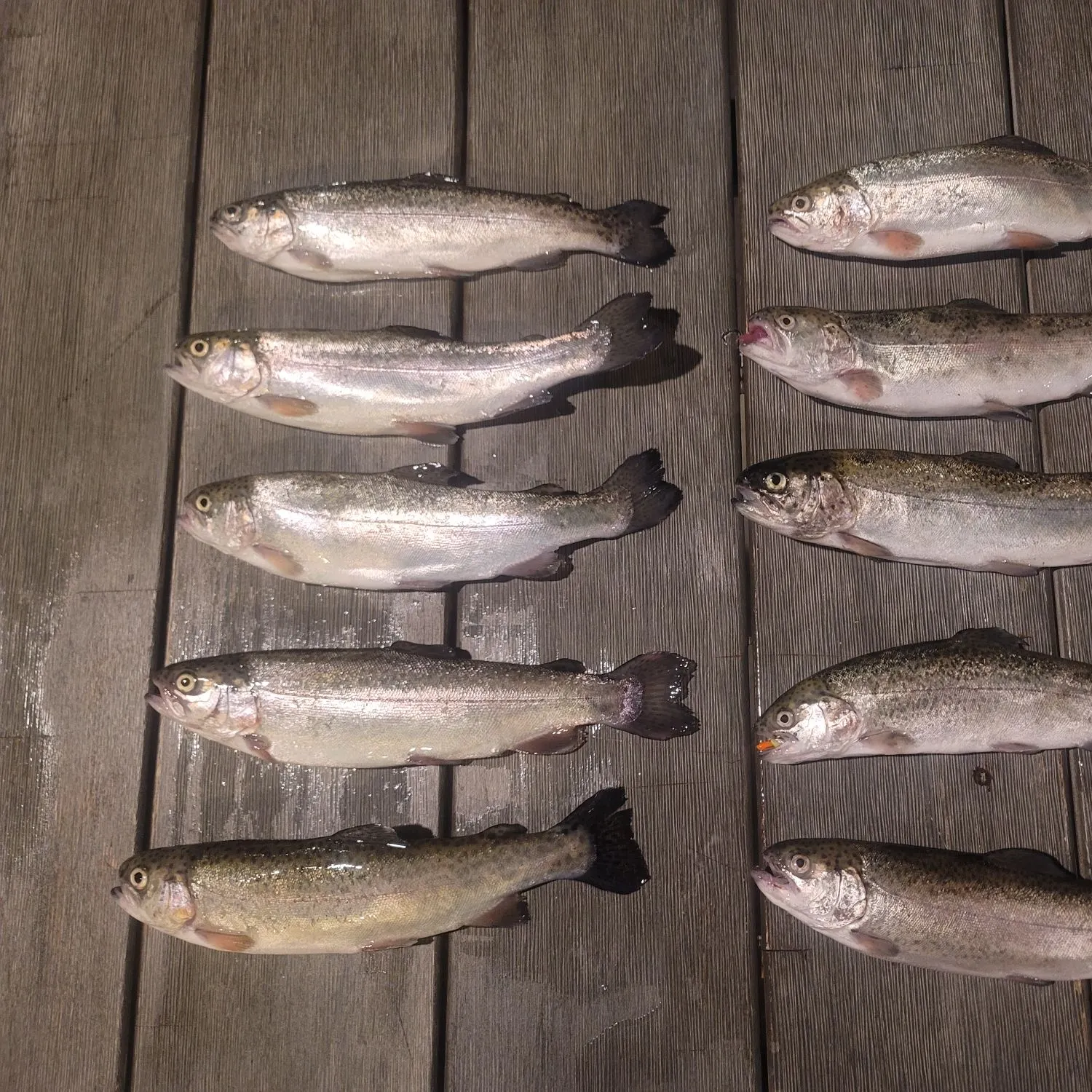 recently logged catches