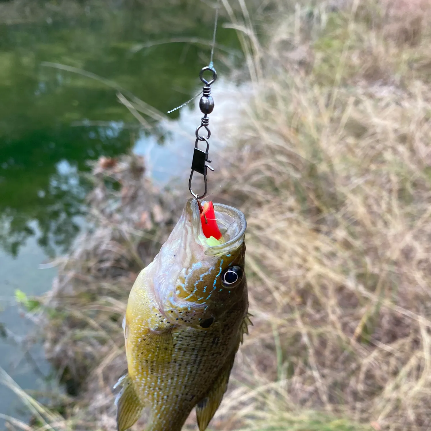 The most recent Green sunfish catches on Fishbrain