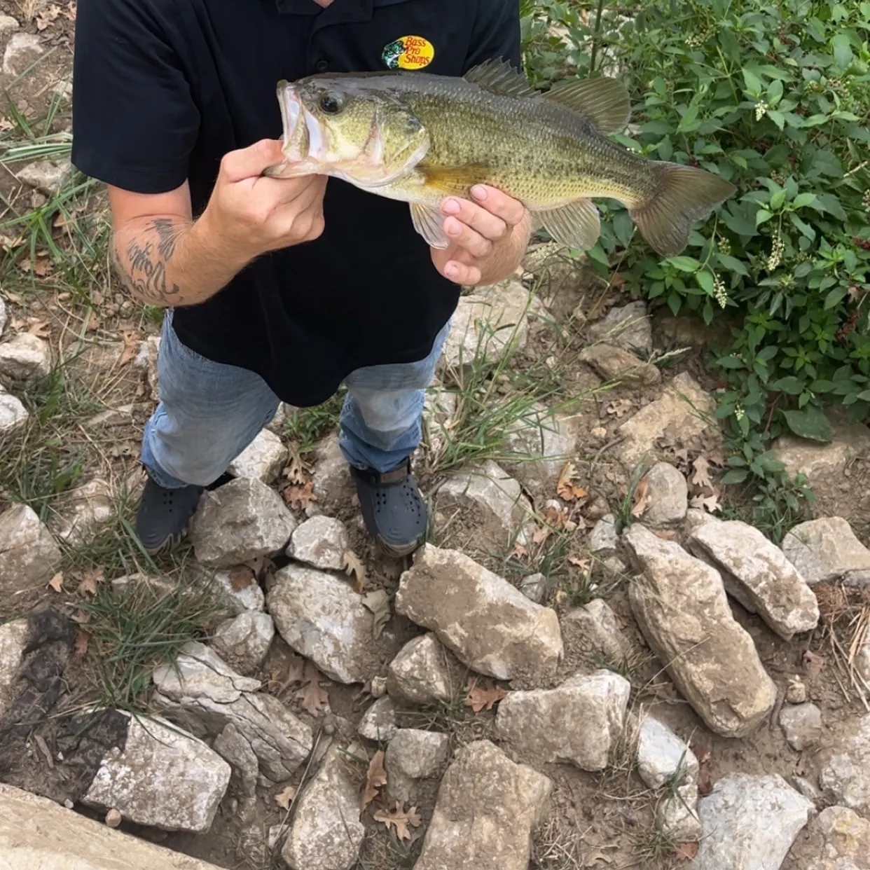 Largemouth bass caught on Fishbrain