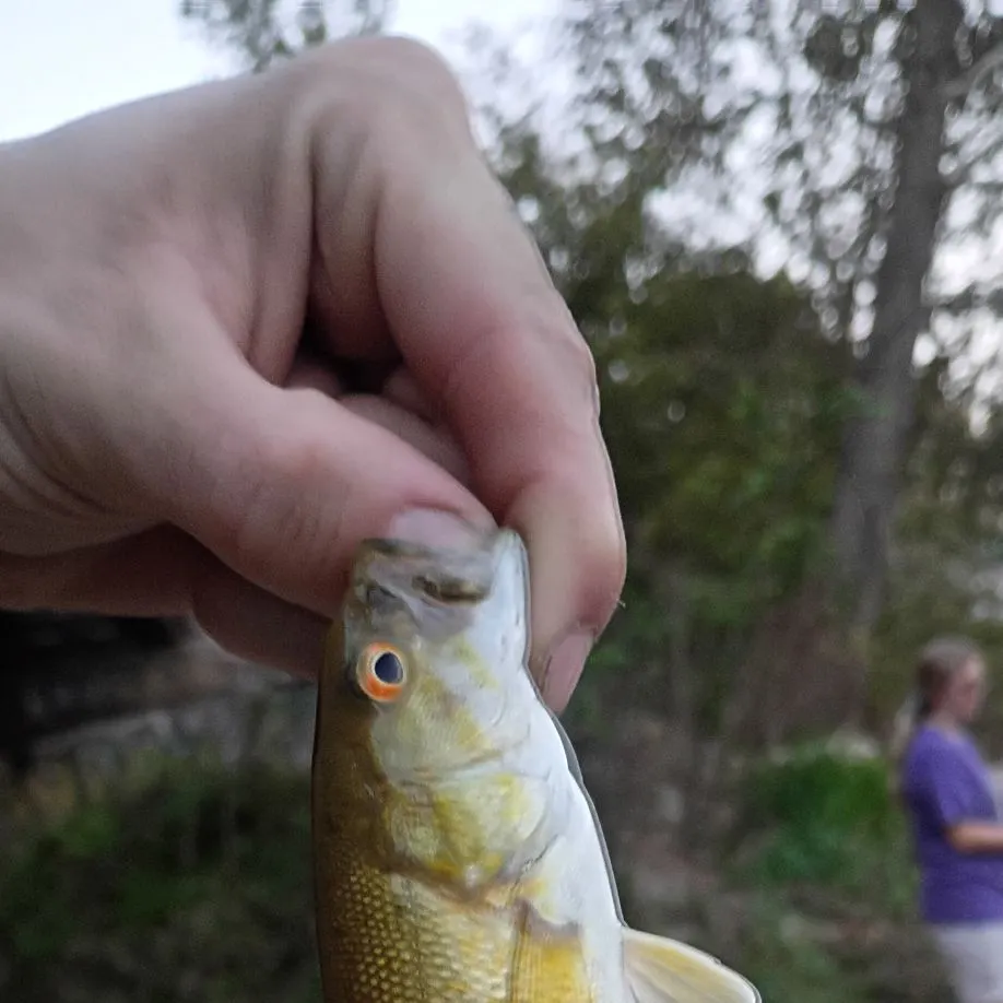 Smallmouth bass caught on Fishbrain