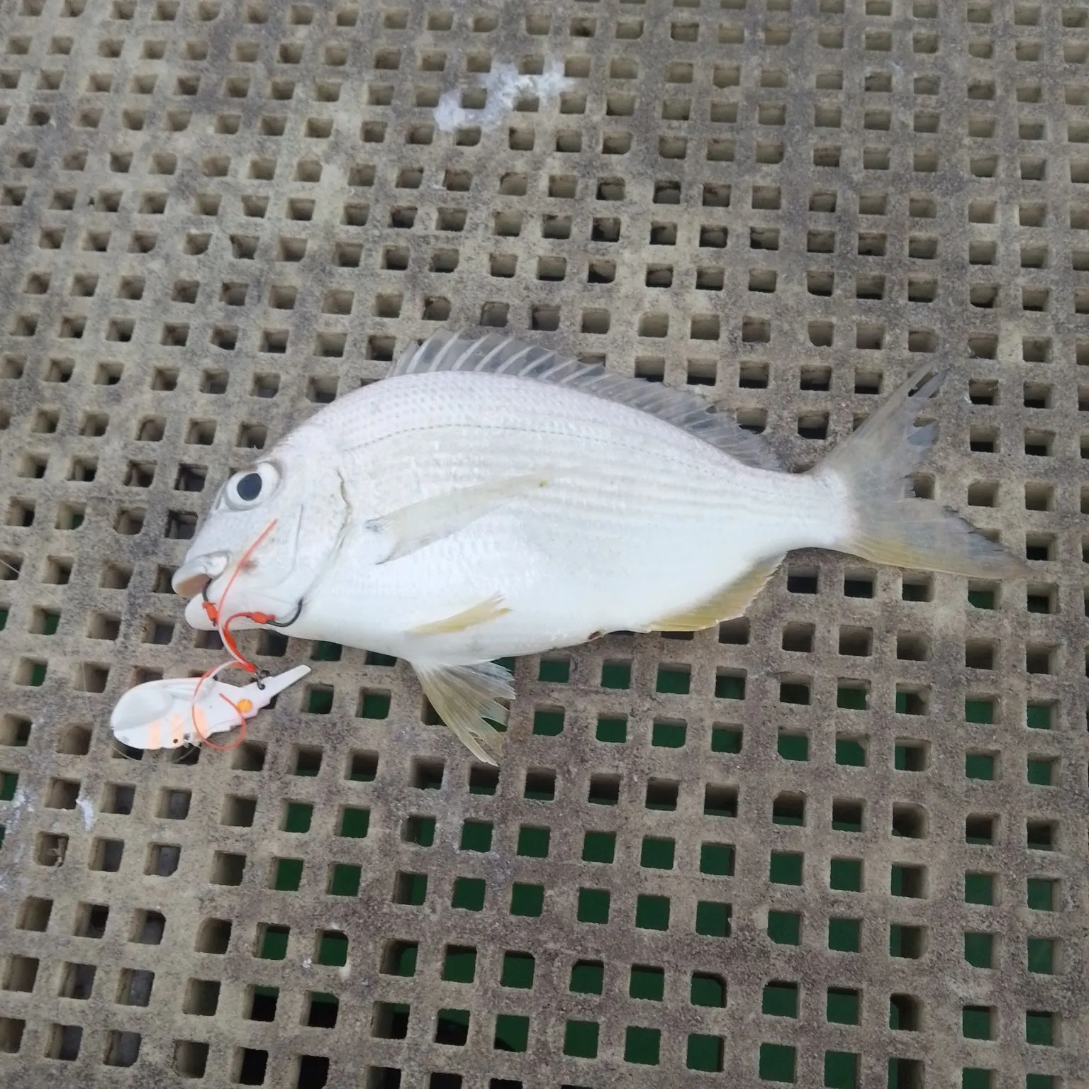 Goldlined seabream caught on Fishbrain