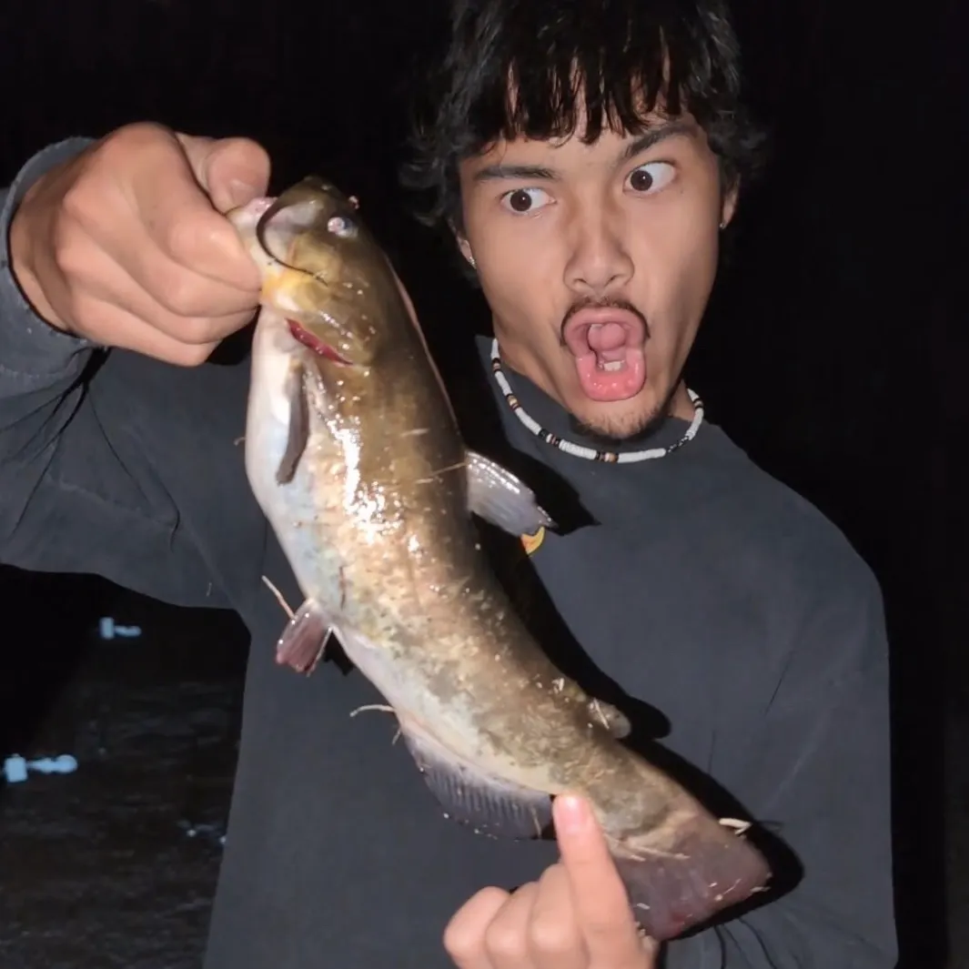 Black bullhead caught on Fishbrain