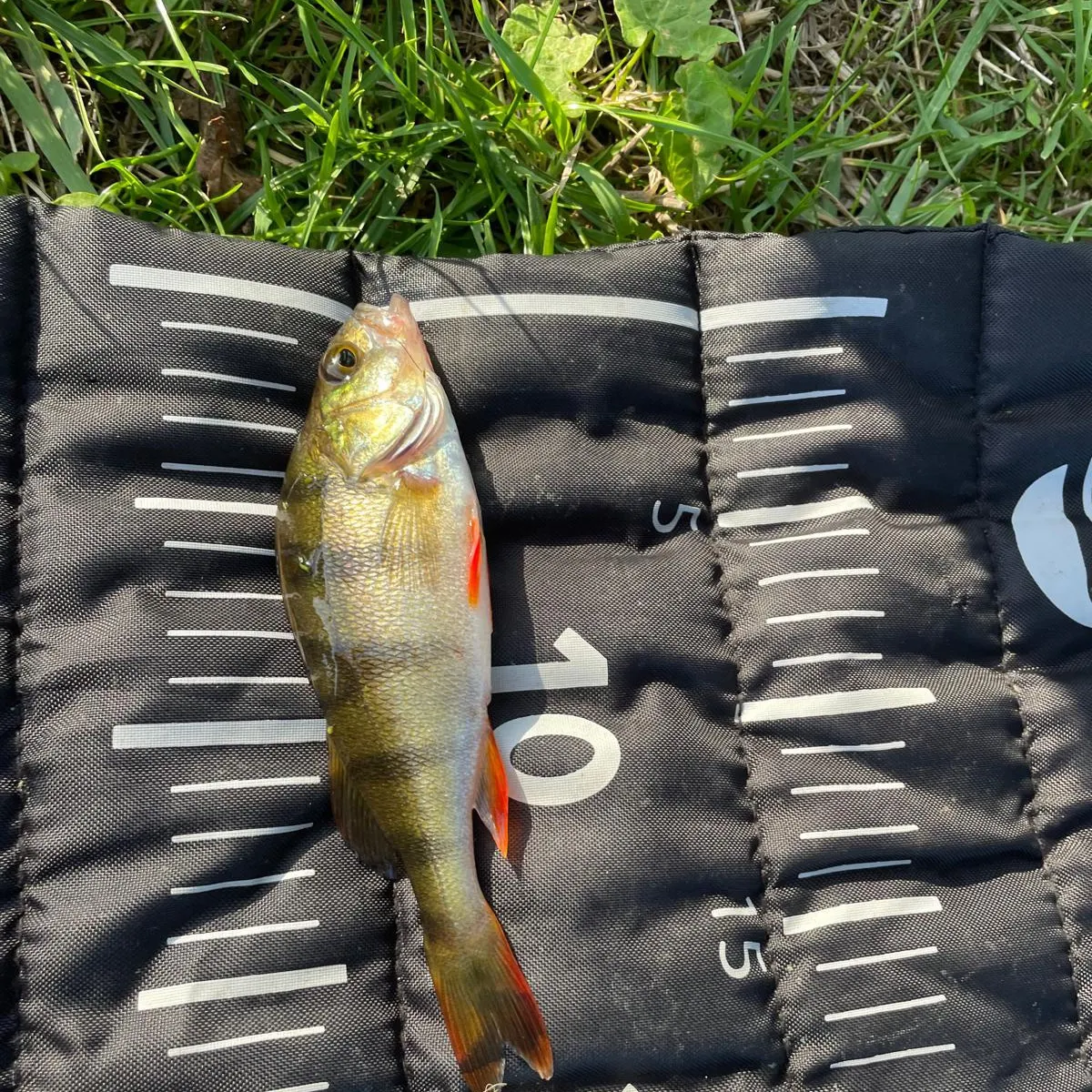 European perch caught on Fishbrain