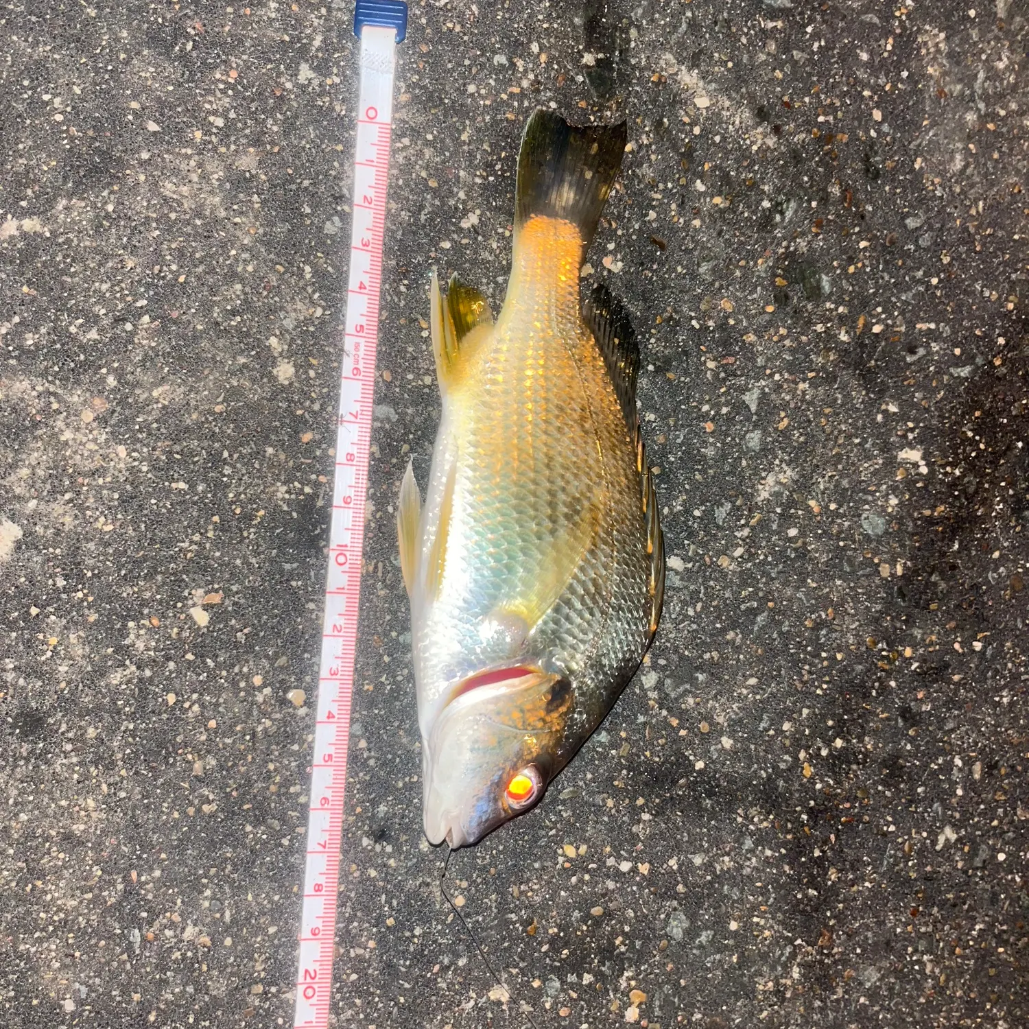 The most recent Surf bream catches on Fishbrain
