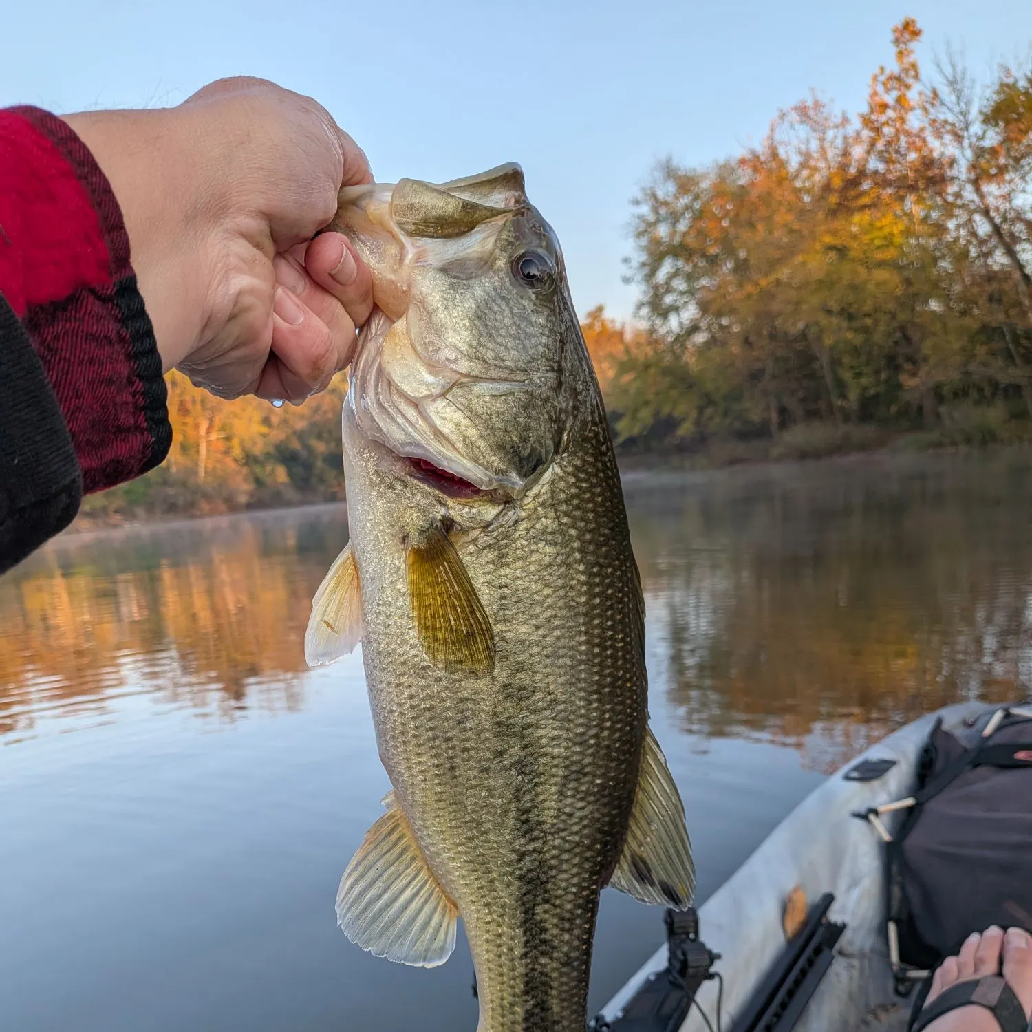 Spotted bass caught on Fishbrain