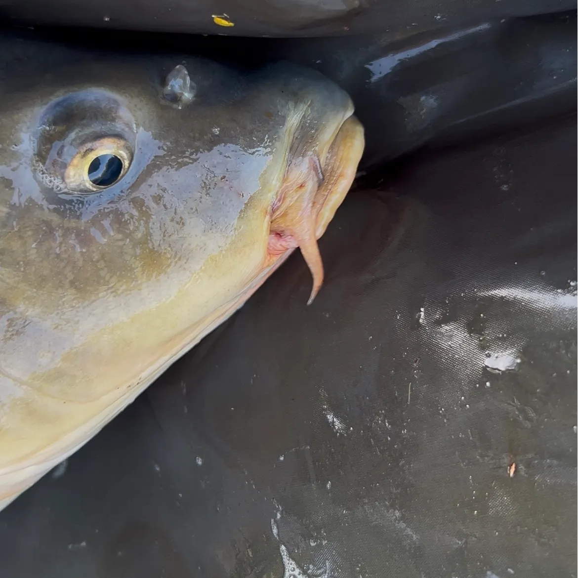 Common carp caught on Fishbrain