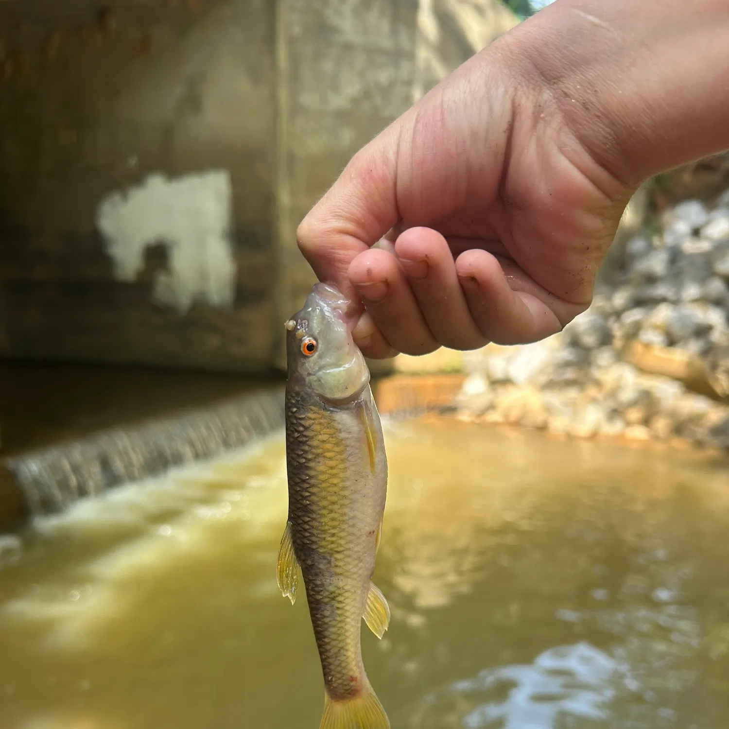 The most recent Bluehead chub catches on Fishbrain