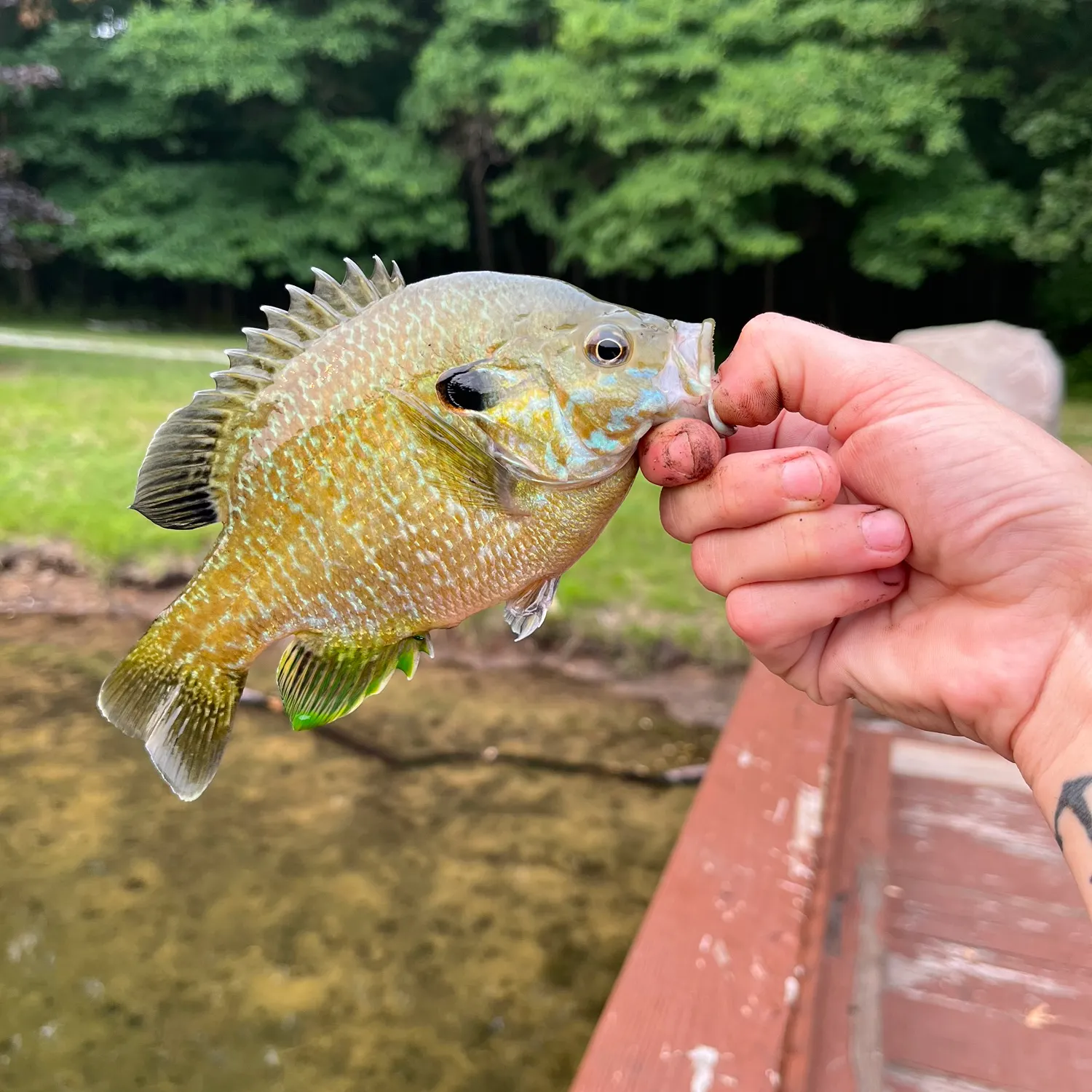 catch