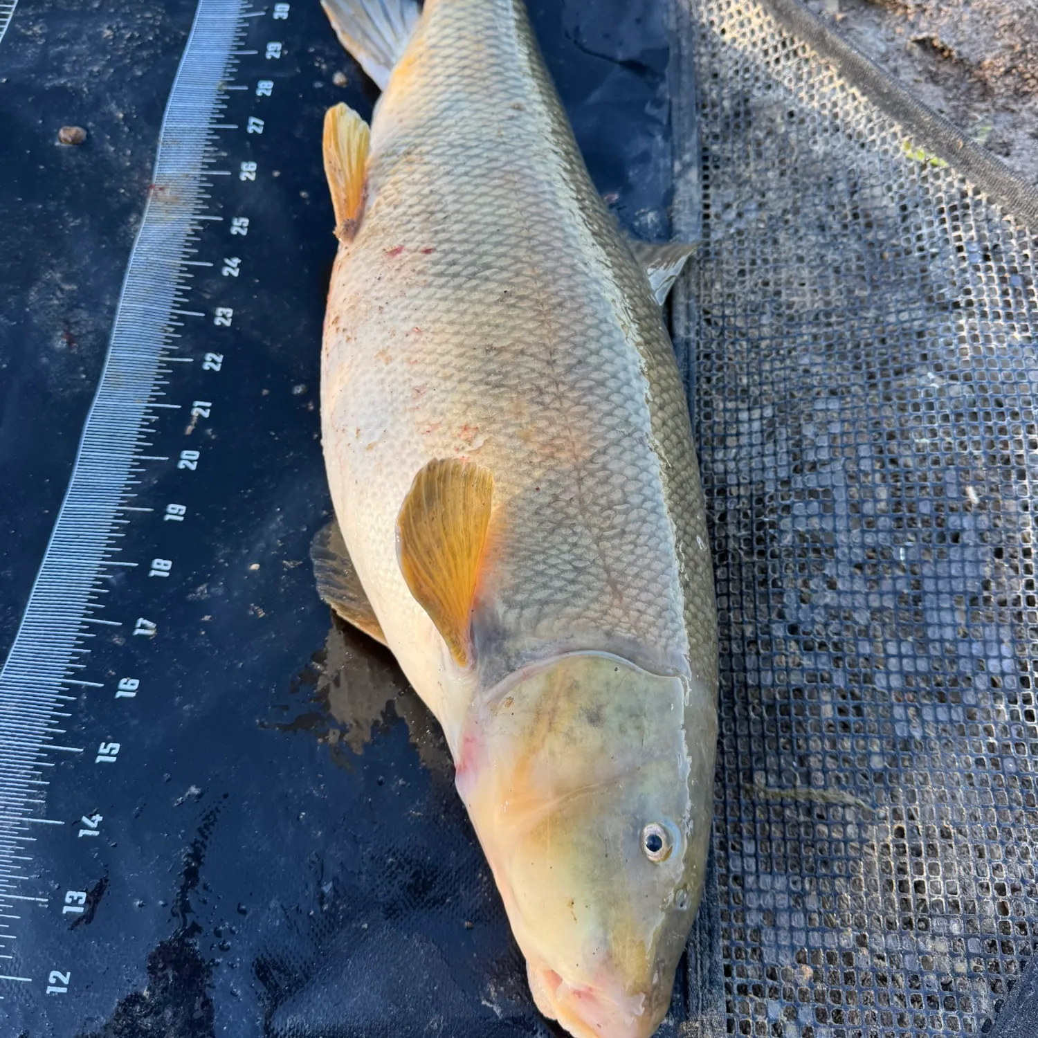 The most recent Utah sucker catches on Fishbrain