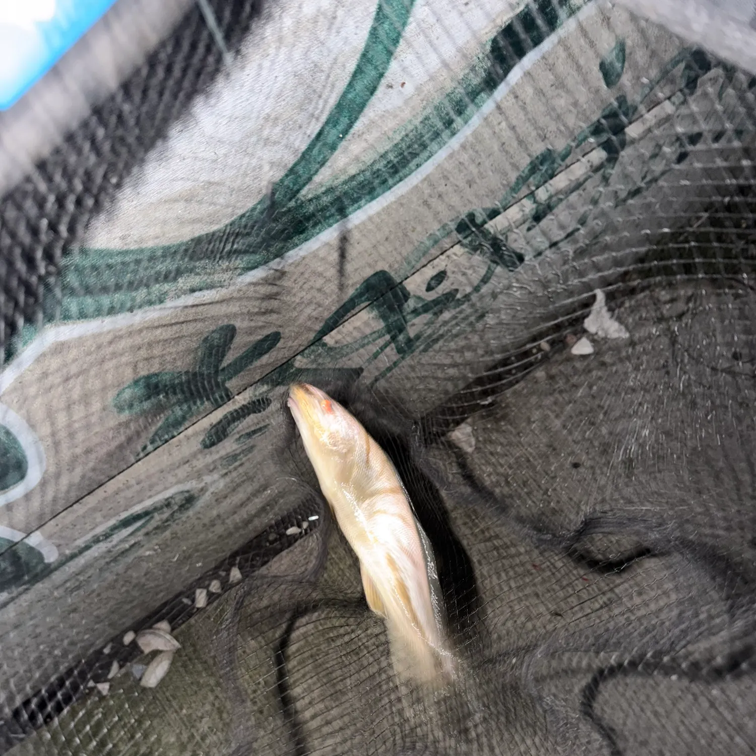 The most recent Northern kingcroaker catches on Fishbrain