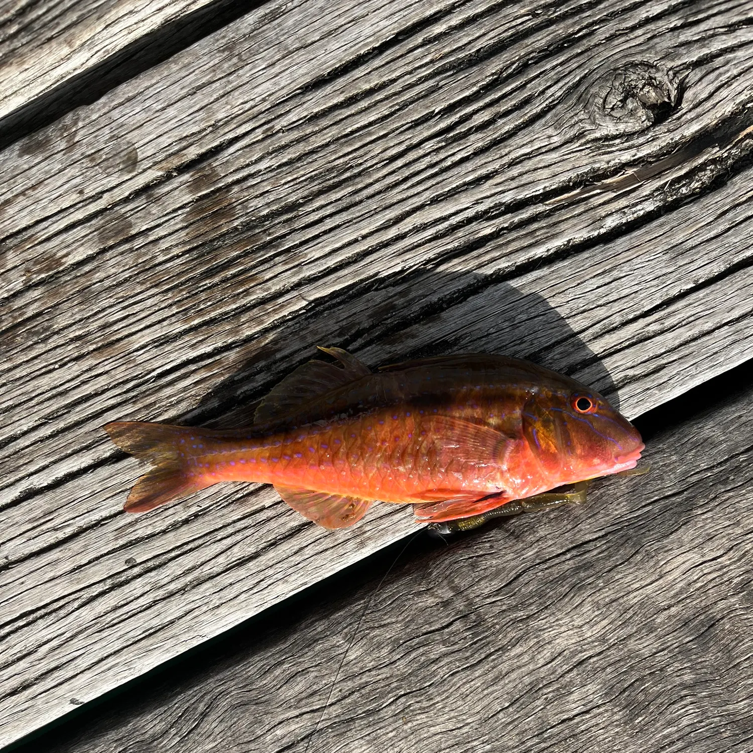 The most popular recent Red mullet catch on Fishbrain