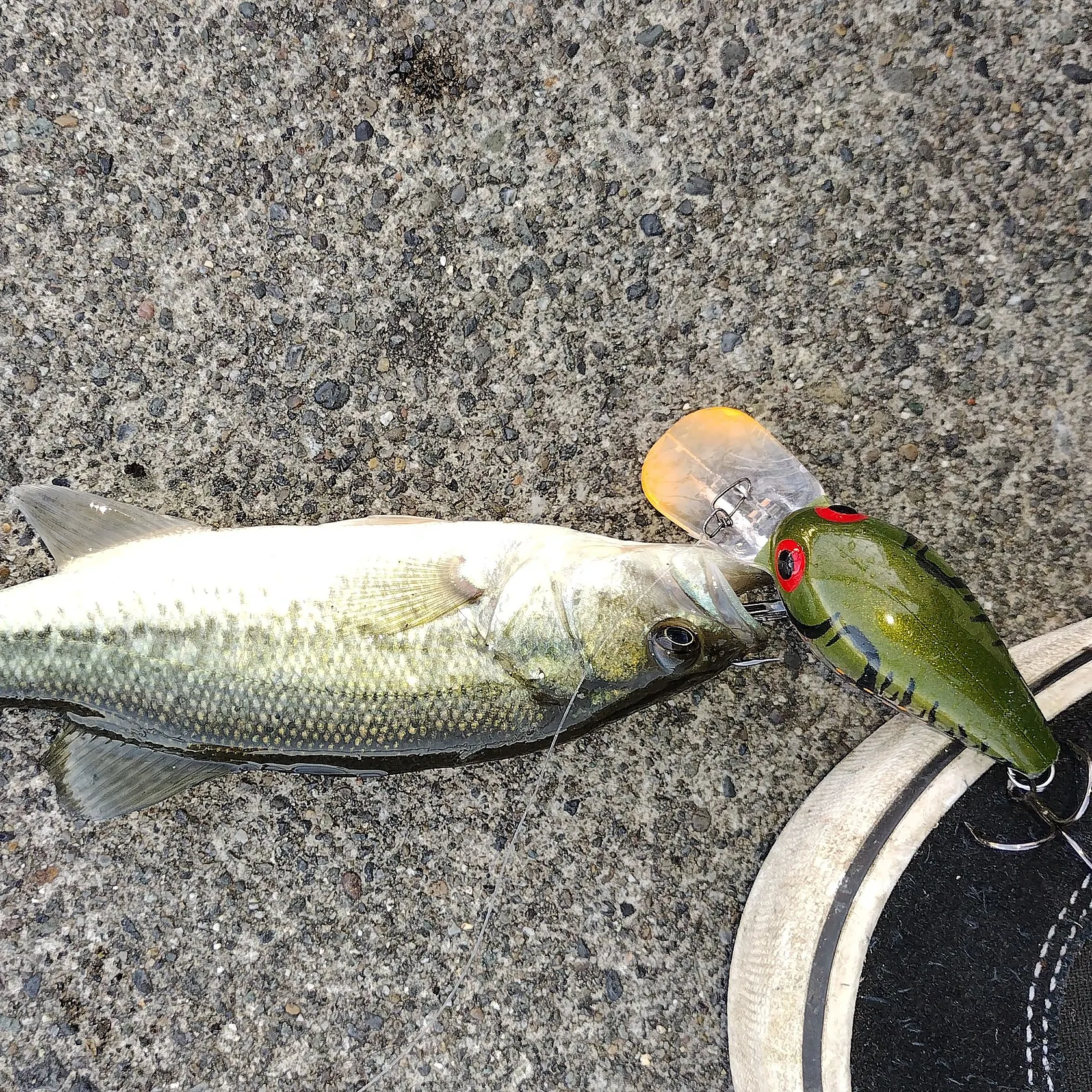 Largemouth bass caught on Fishbrain