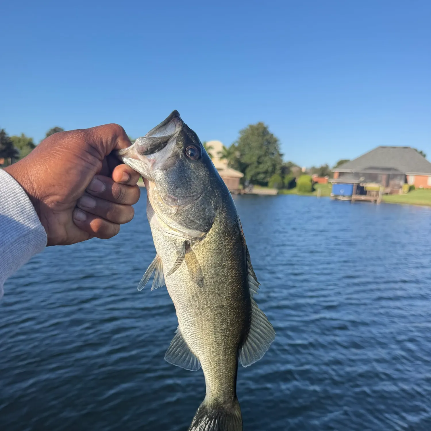 Largemouth bass caught on Fishbrain