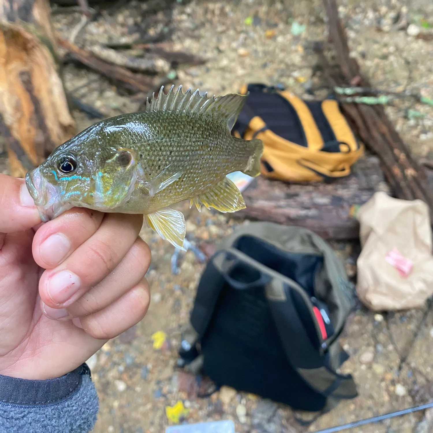 Green sunfish caught on Fishbrain