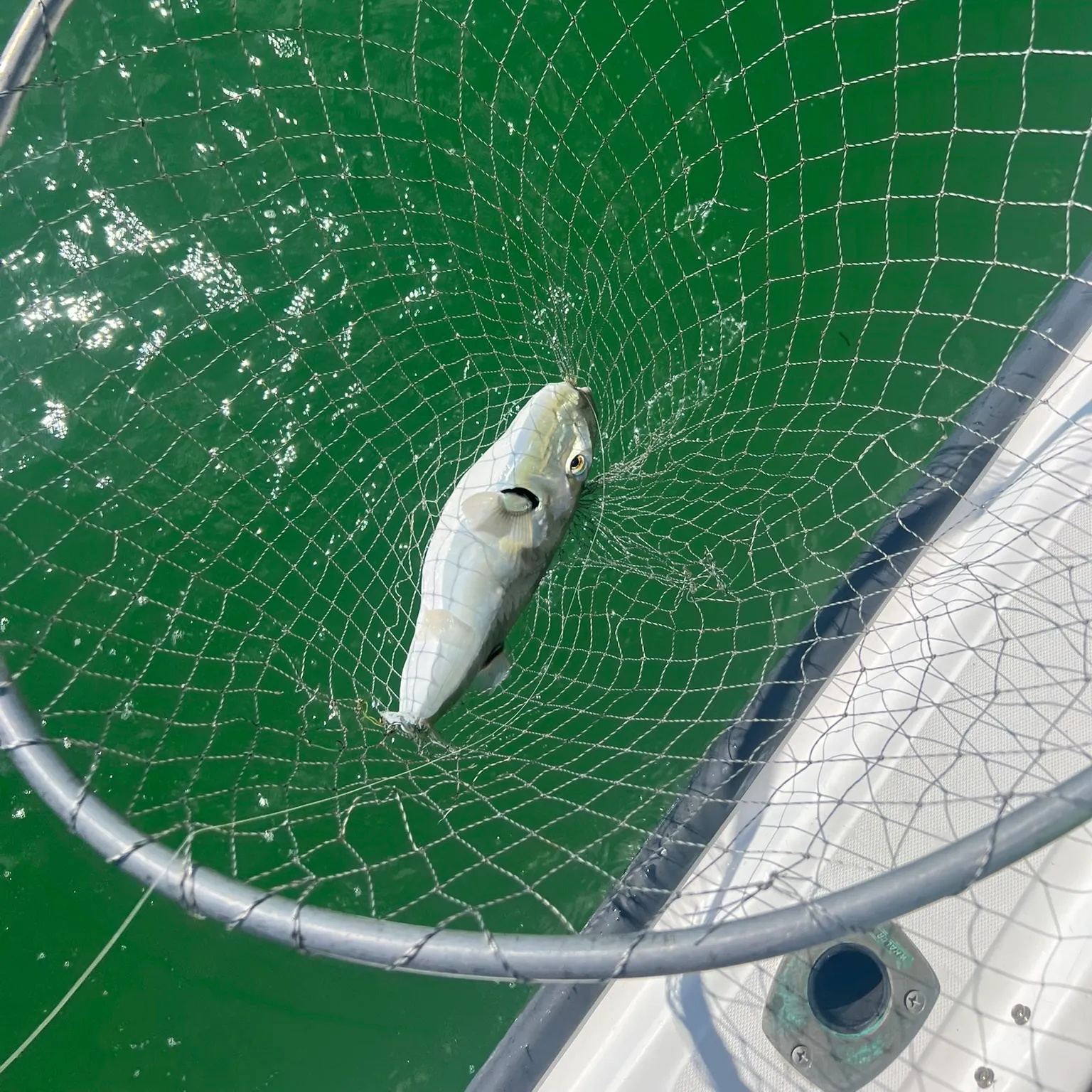 The most recent Smooth puffer catches on Fishbrain