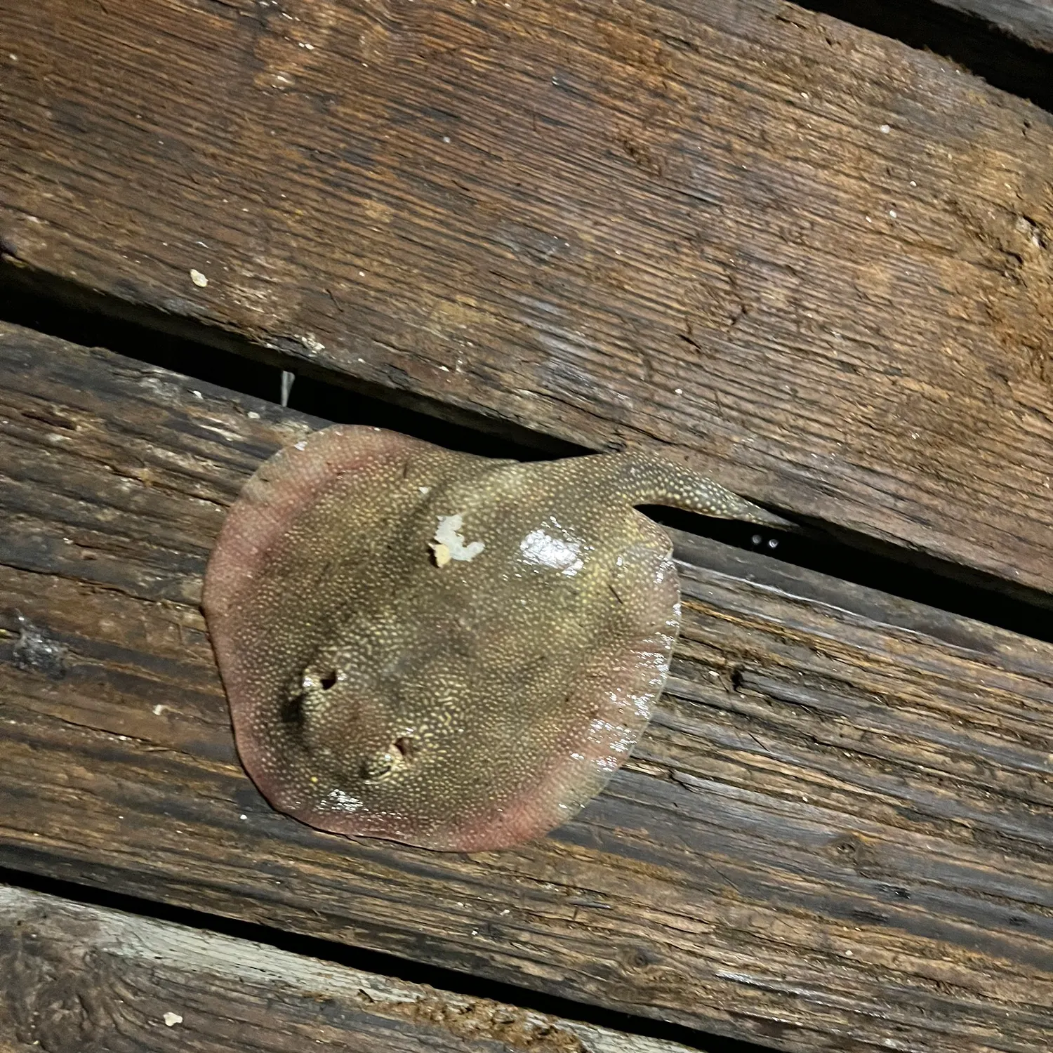 The most recent Haller's round ray catches on Fishbrain