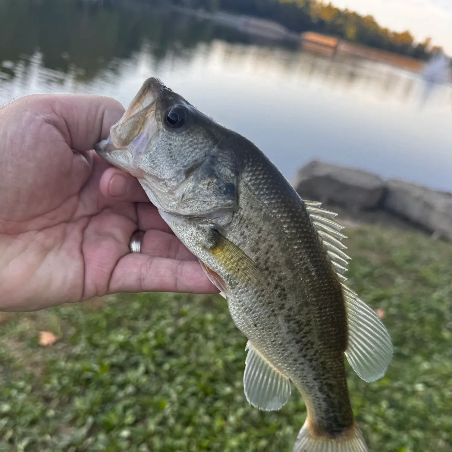 Largemouth bass caught on Fishbrain