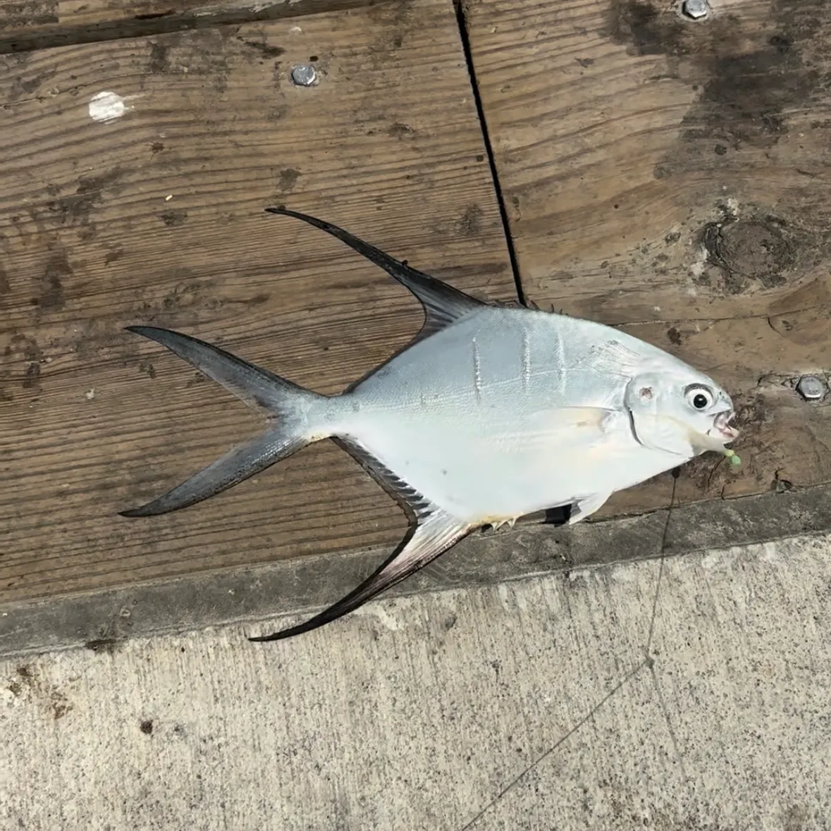 Palometa caught on Fishbrain