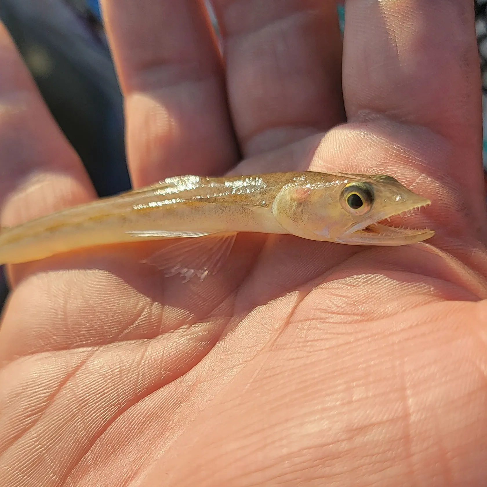 The most recent Offshore lizardfish catches on Fishbrain