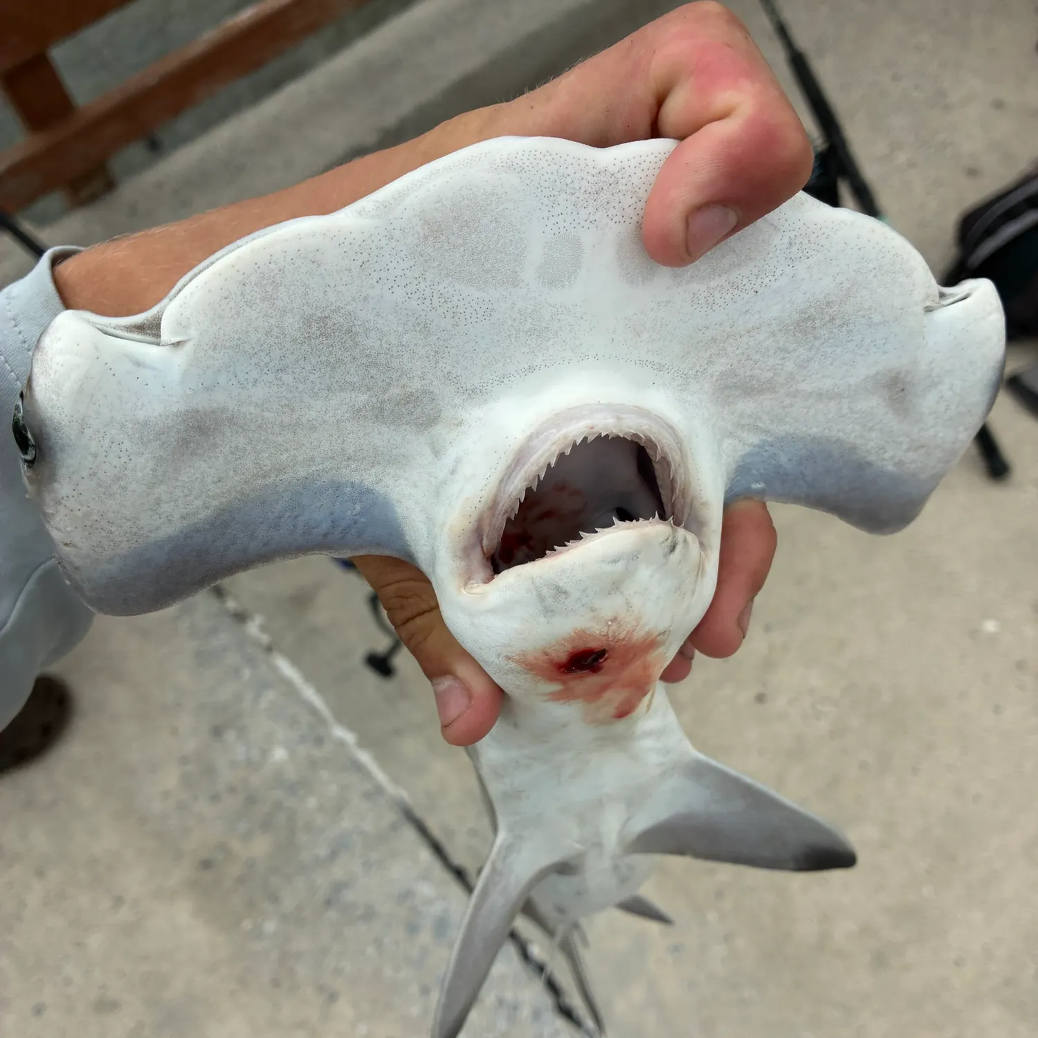 Fish caught on Fishbrain