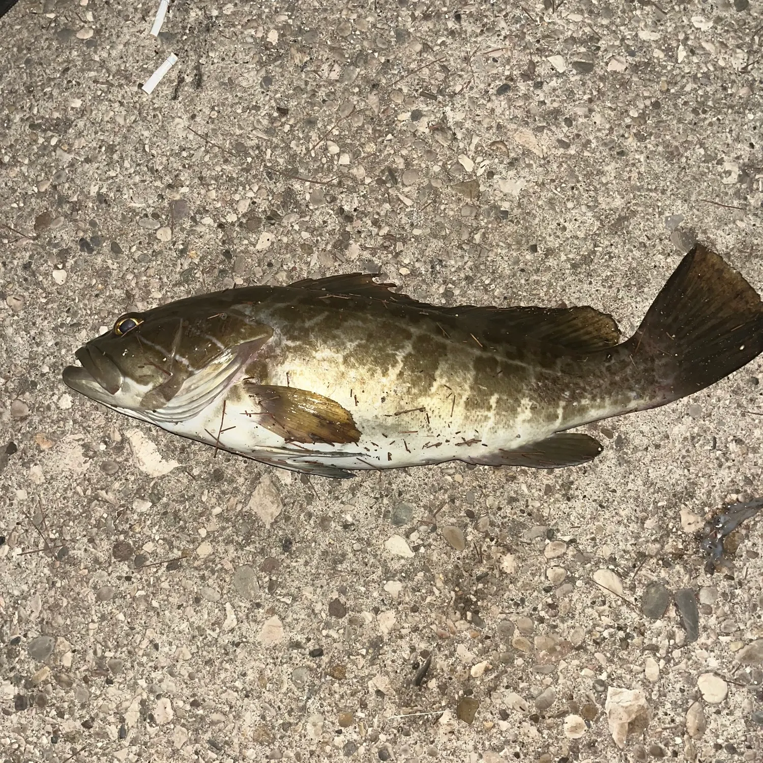 The most recent White grouper catches on Fishbrain