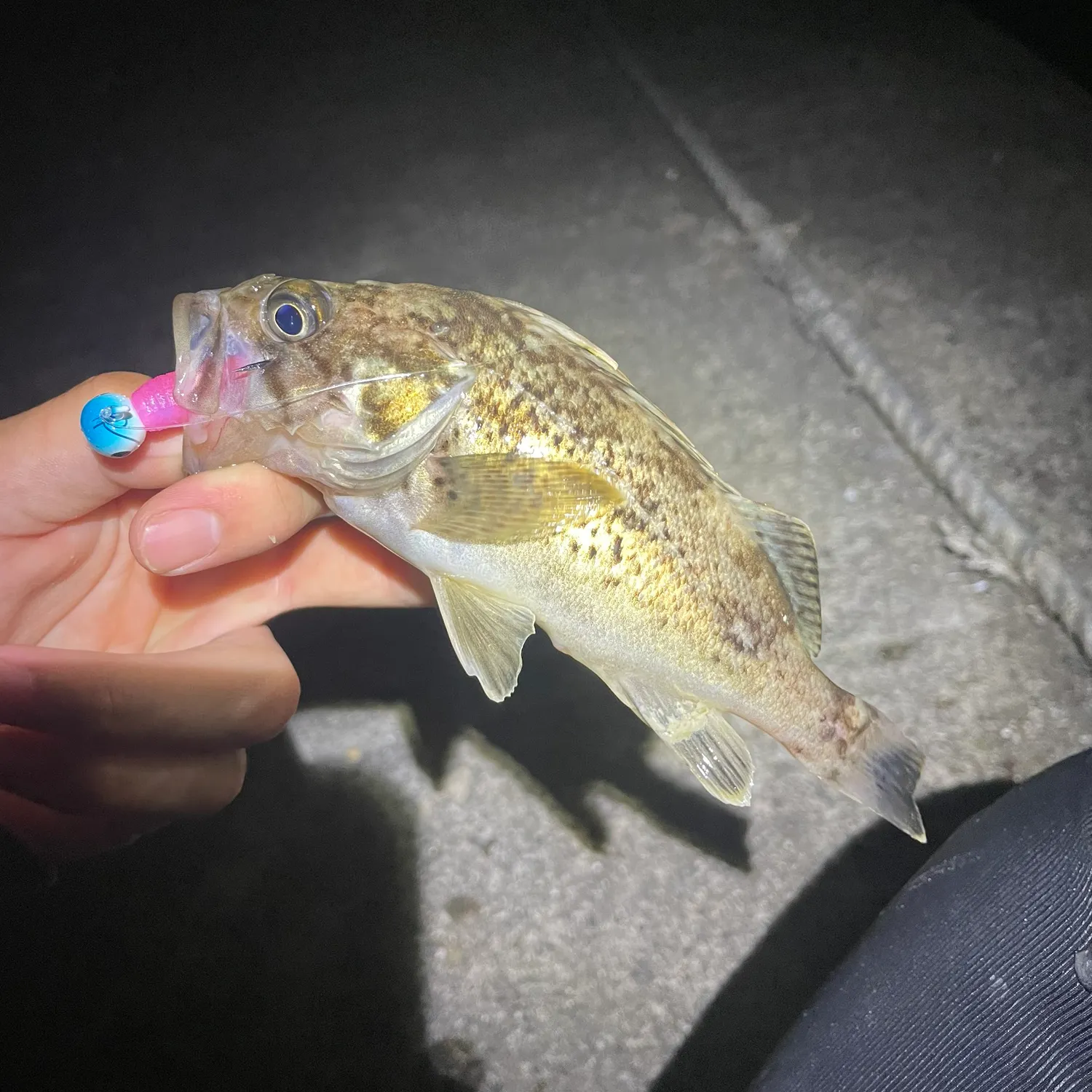 The most recent Japanese white seaperch catches on Fishbrain