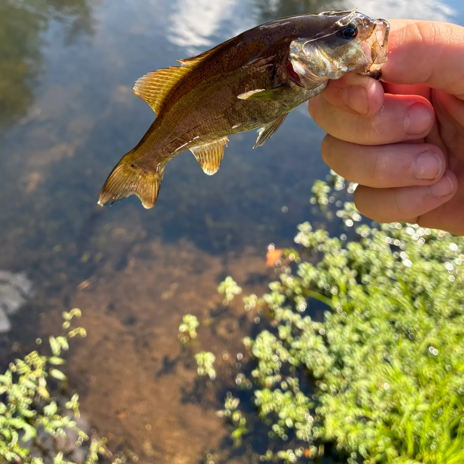 Smallmouth bass caught on Fishbrain