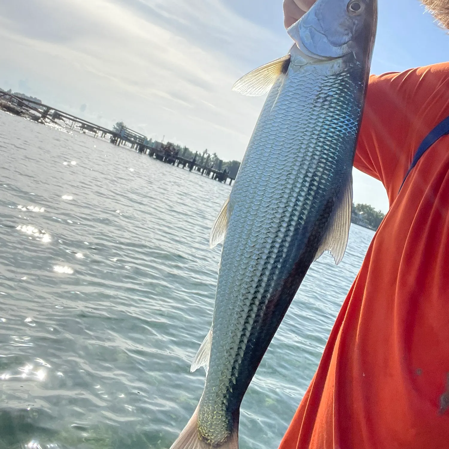 The most recent Longjaw bonefish catches on Fishbrain