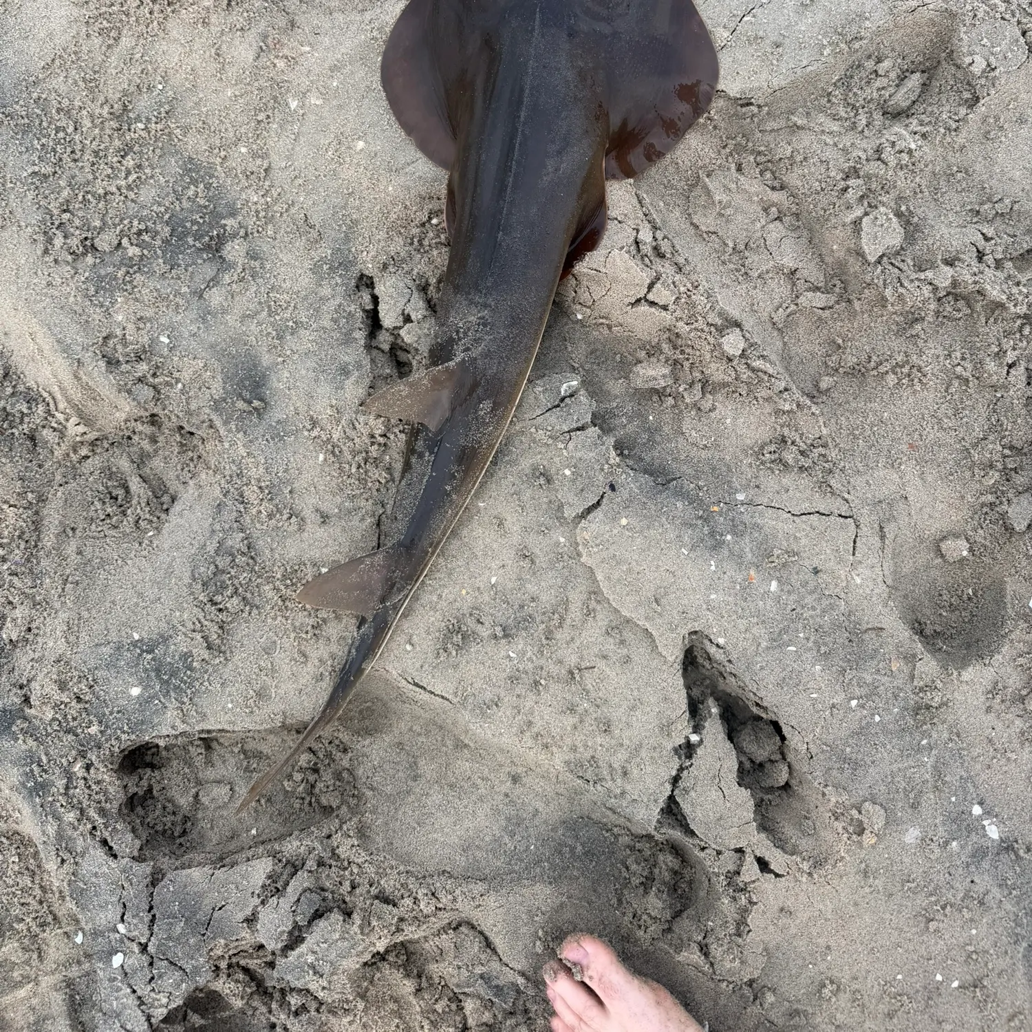 Pacific shovelnose guitarfish caught on Fishbrain