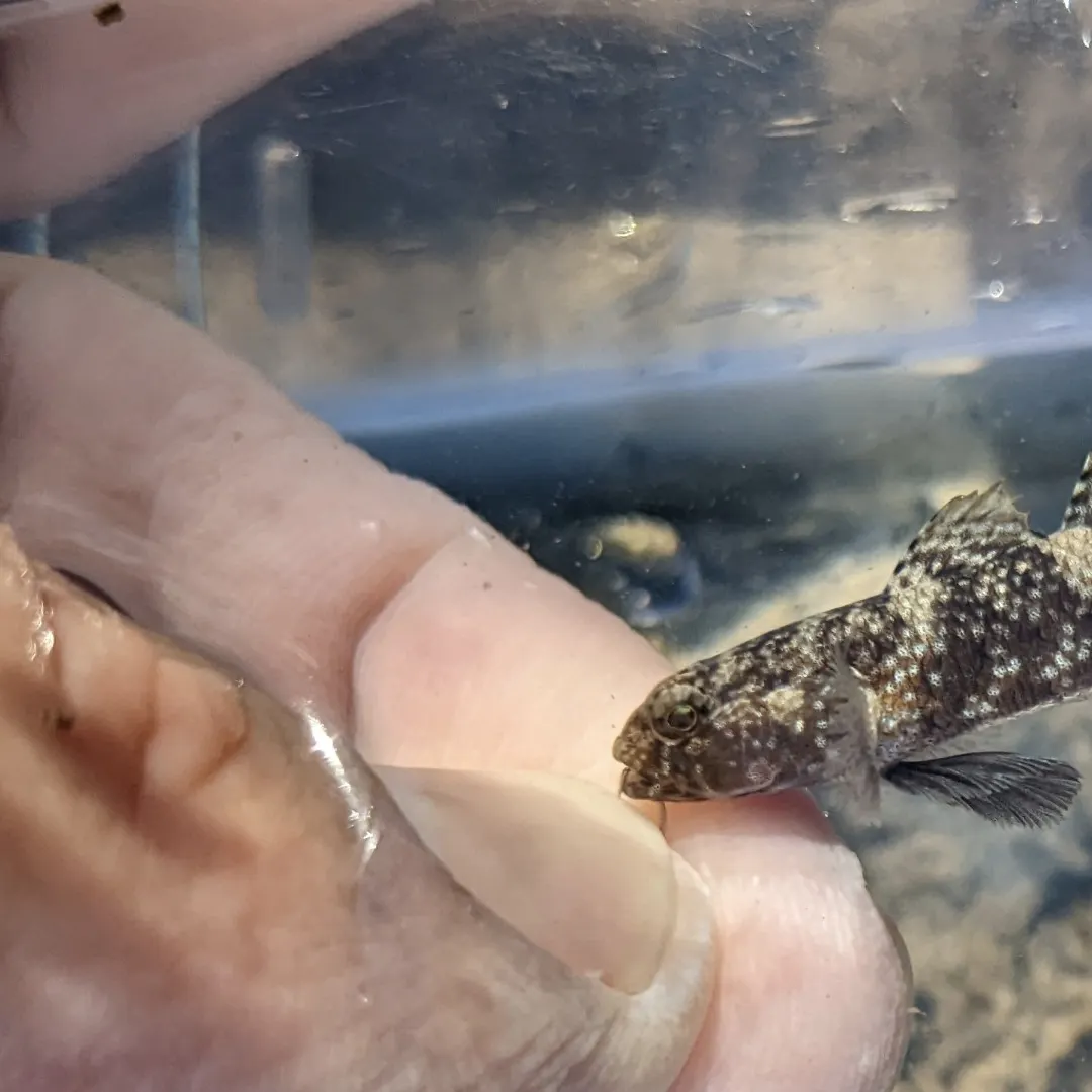 The most recent Island frillfin goby catches on Fishbrain