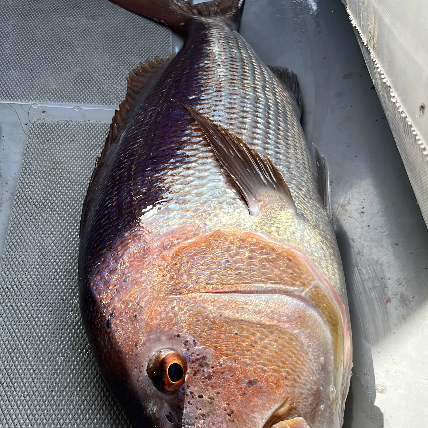 The most recent Common dentex catches on Fishbrain