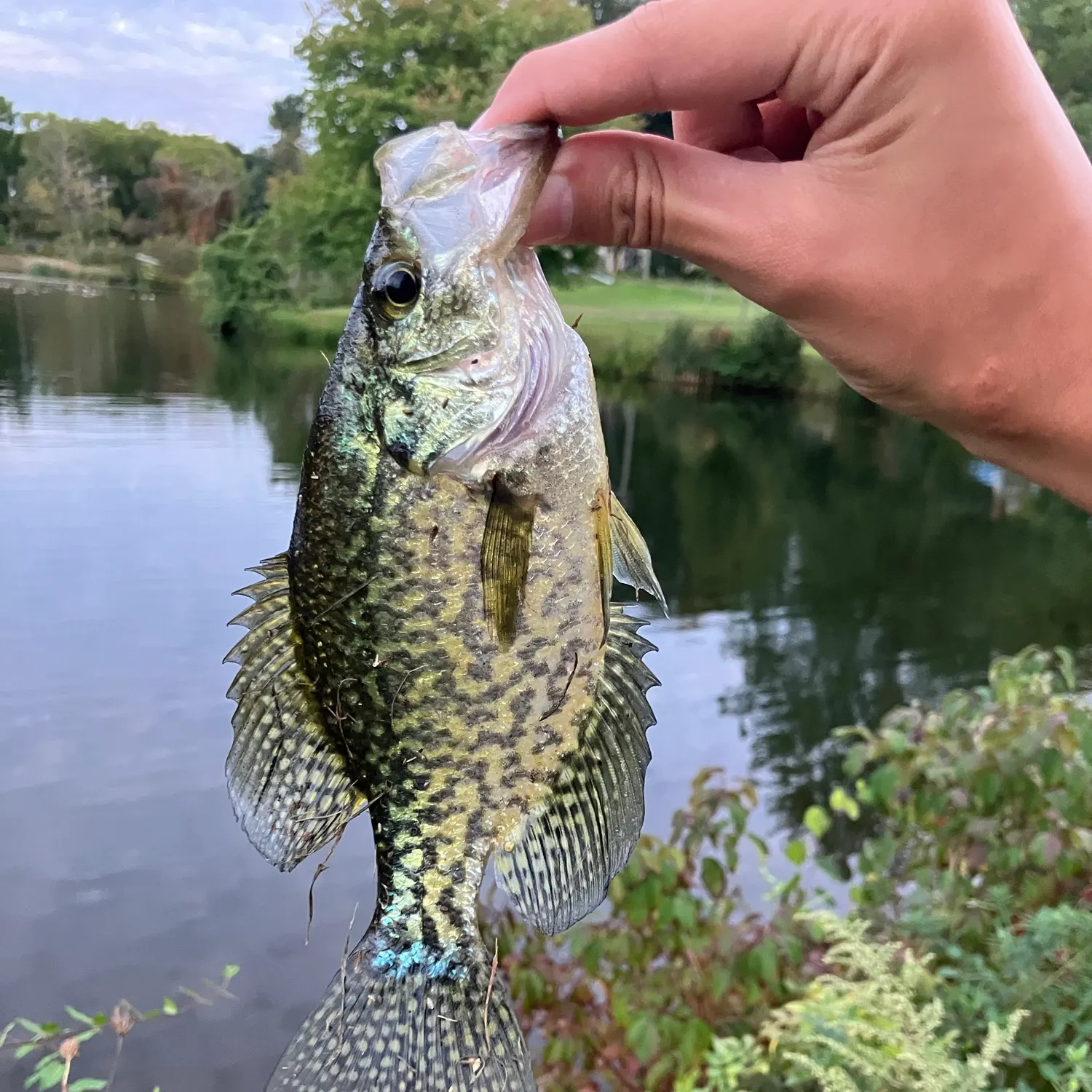Black crappie caught on Fishbrain