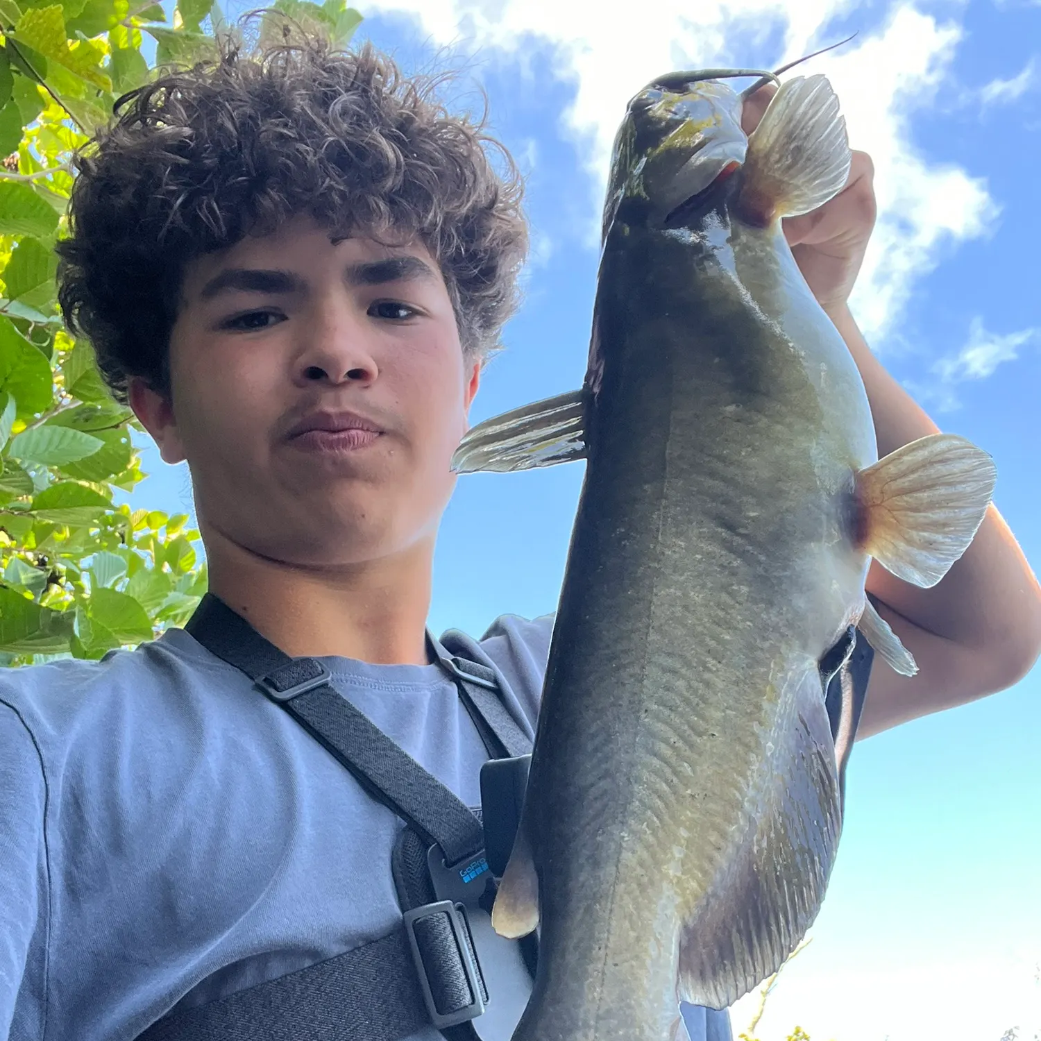 Channel catfish caught on Fishbrain