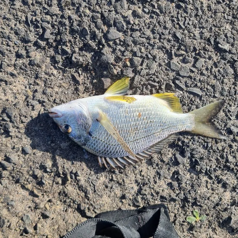 The most recent Surf bream catches on Fishbrain