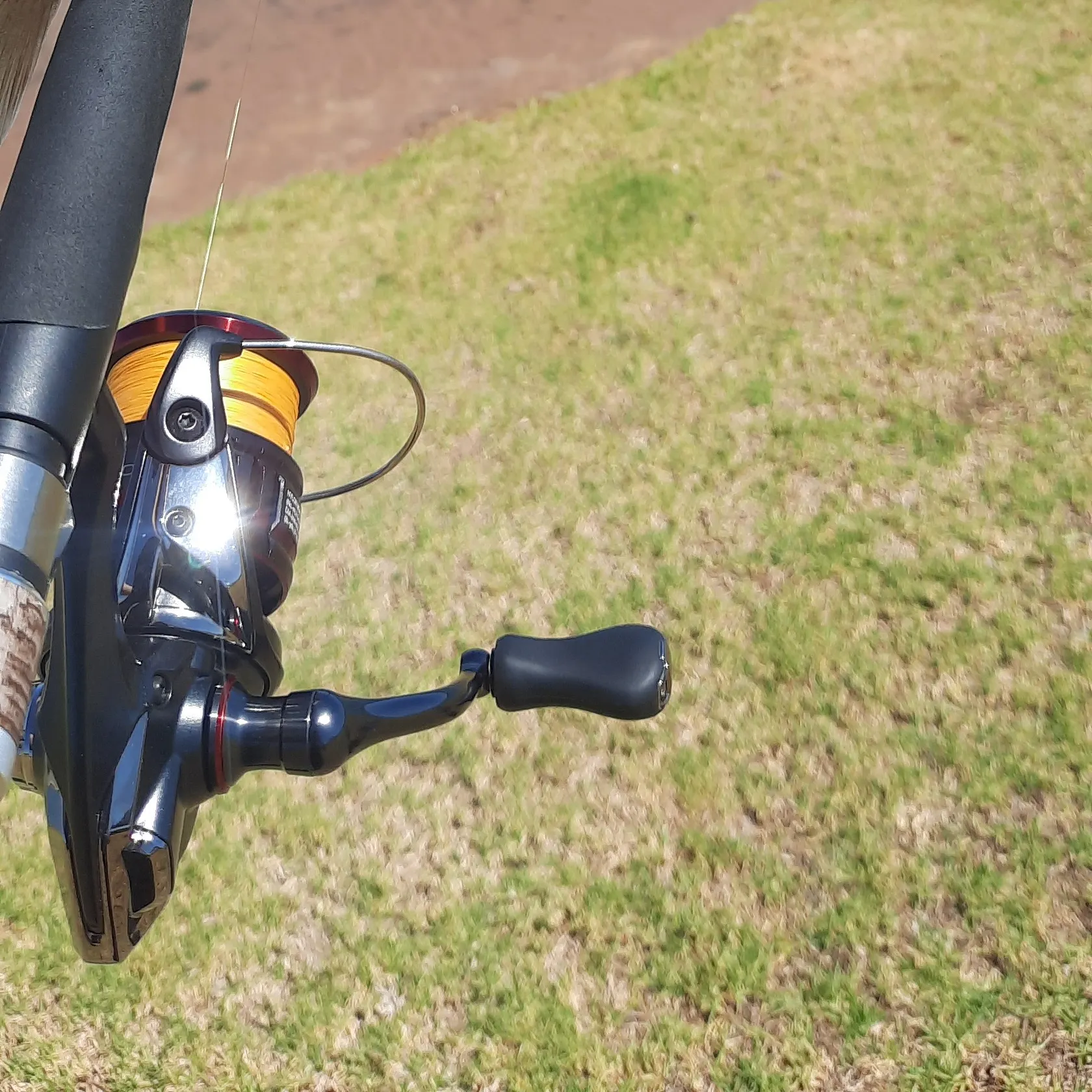 Golden perch caught on Fishbrain