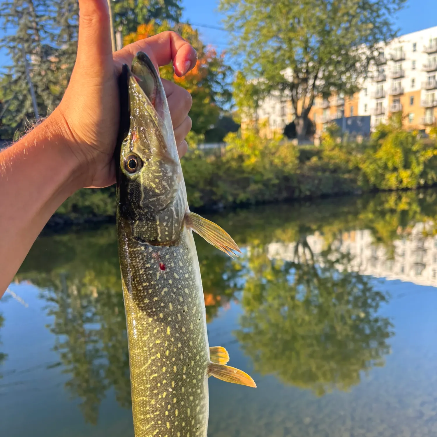 Northern pike caught on Fishbrain