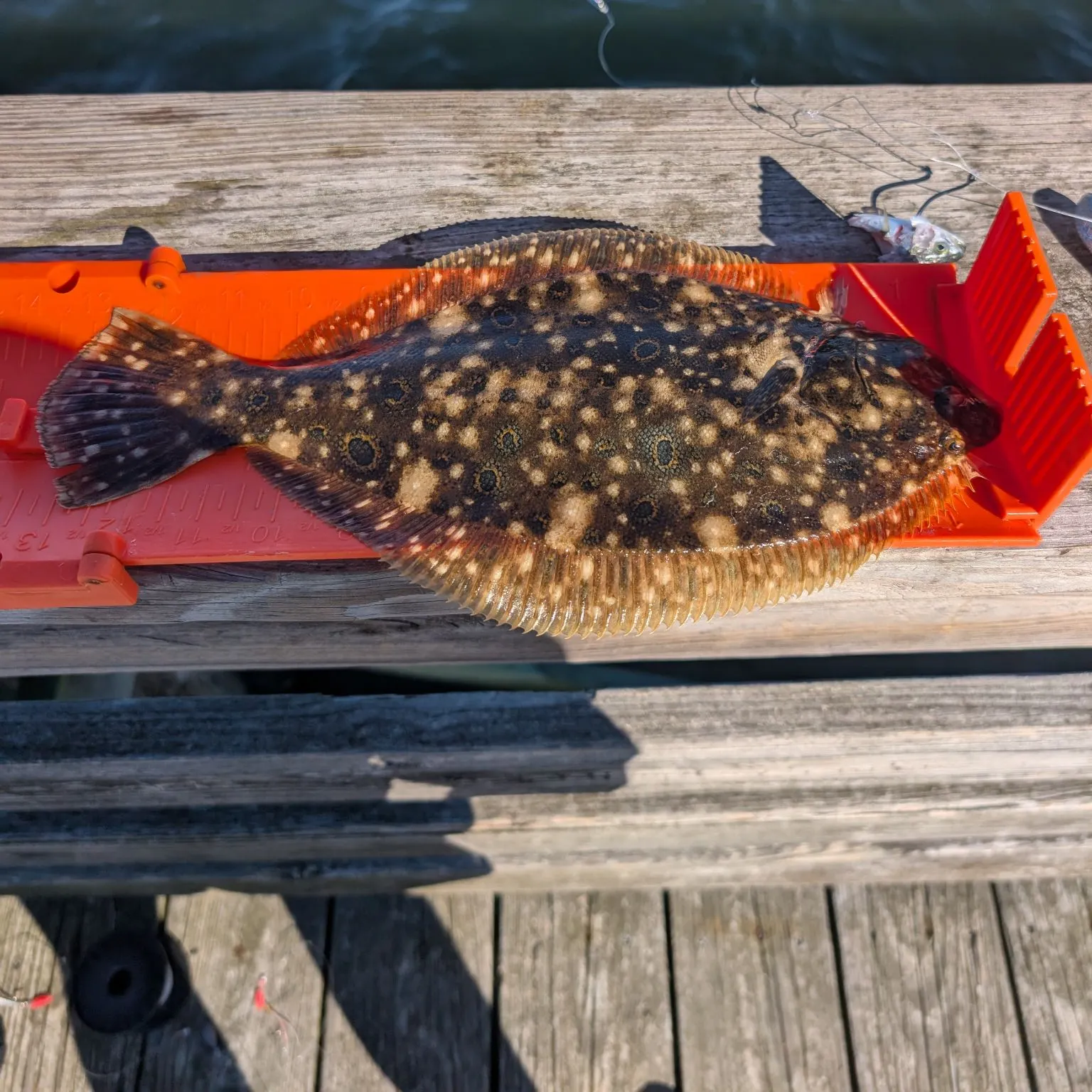 Summer flounder caught on Fishbrain