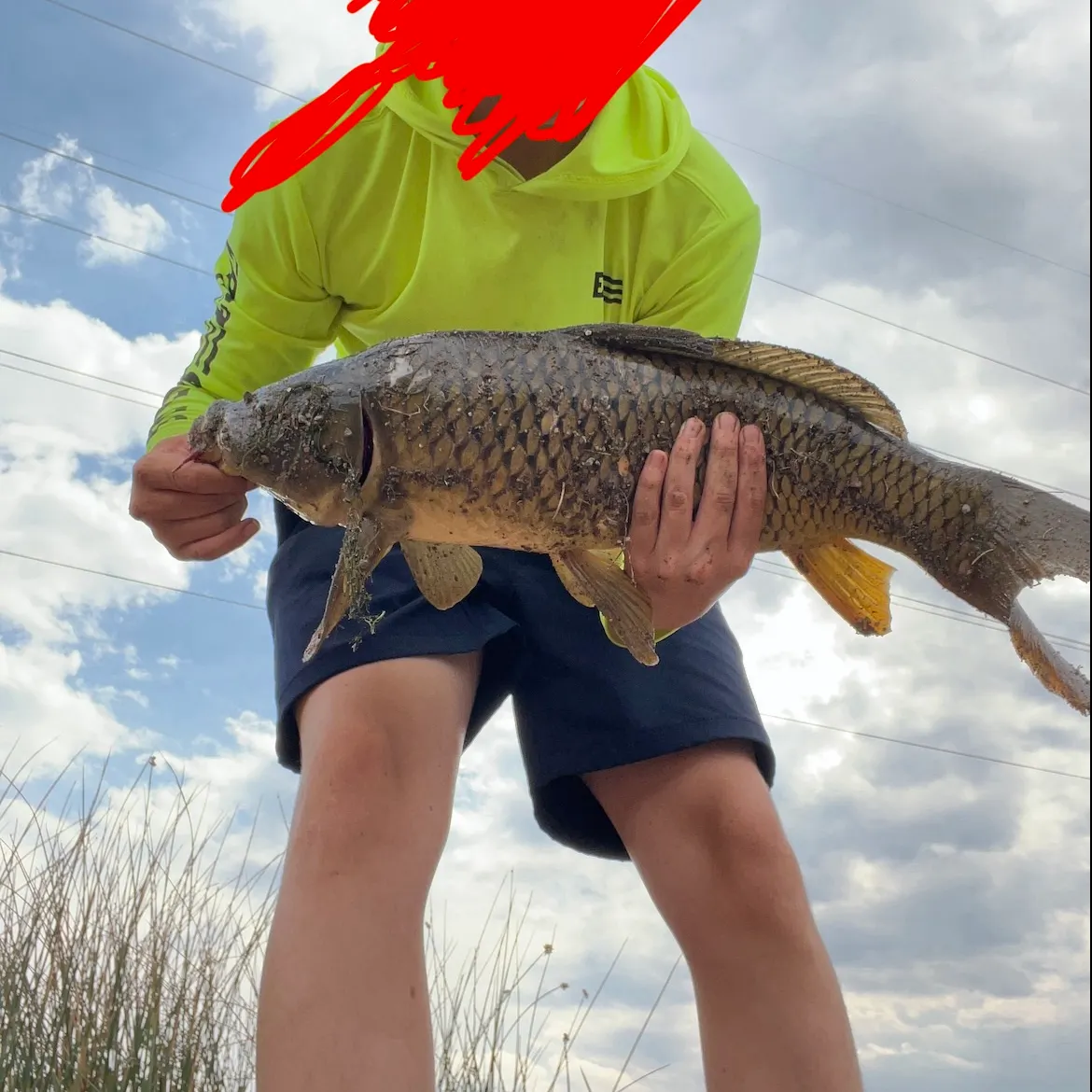 Common carp caught on Fishbrain