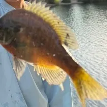 Bluegill caught on Fishbrain