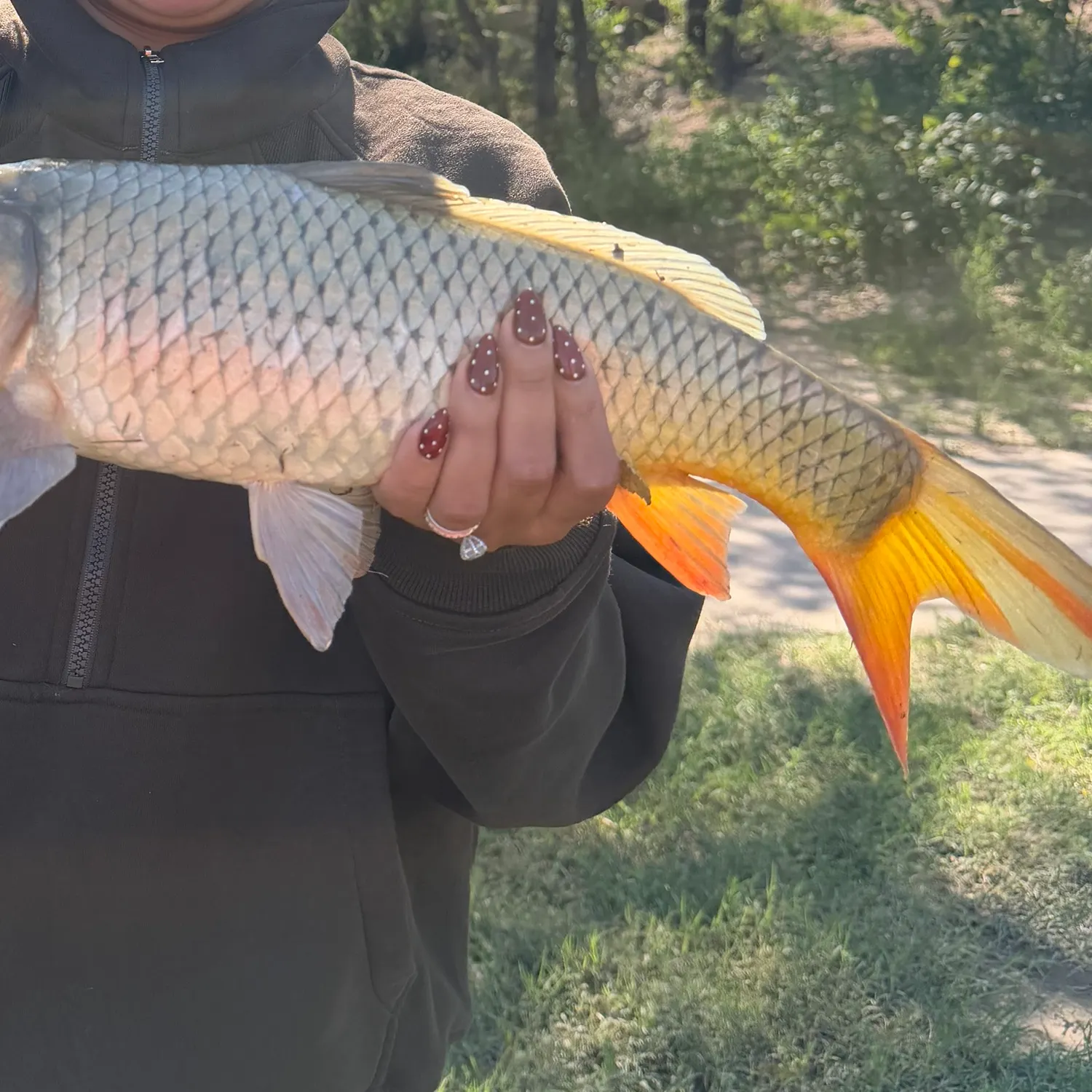 Common carp caught on Fishbrain