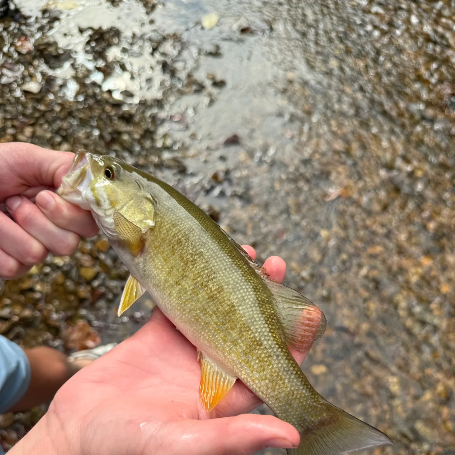 Smallmouth bass caught on Fishbrain