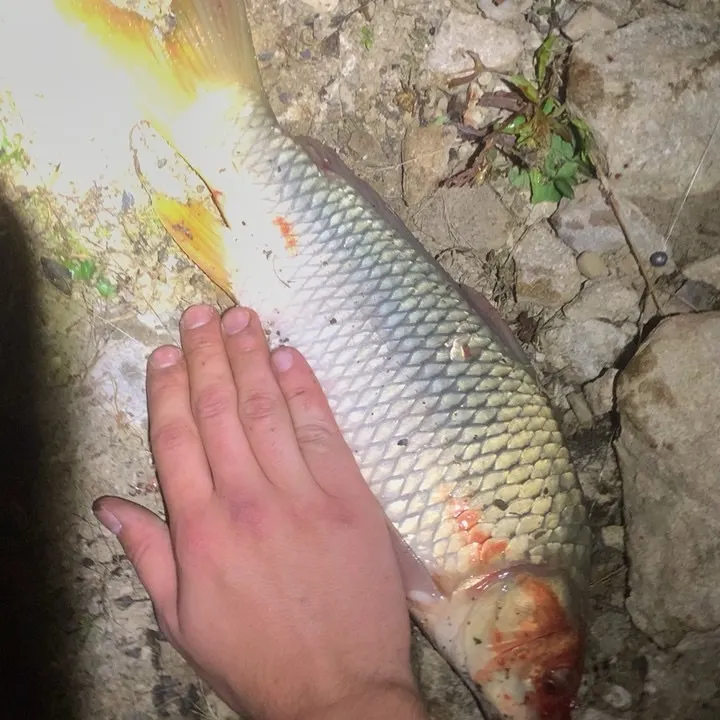 Common carp caught on Fishbrain