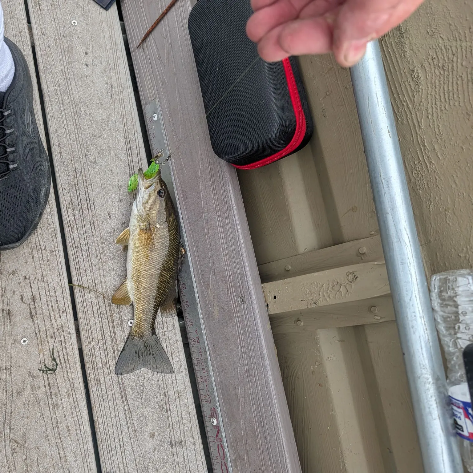 Smallmouth bass caught on Fishbrain